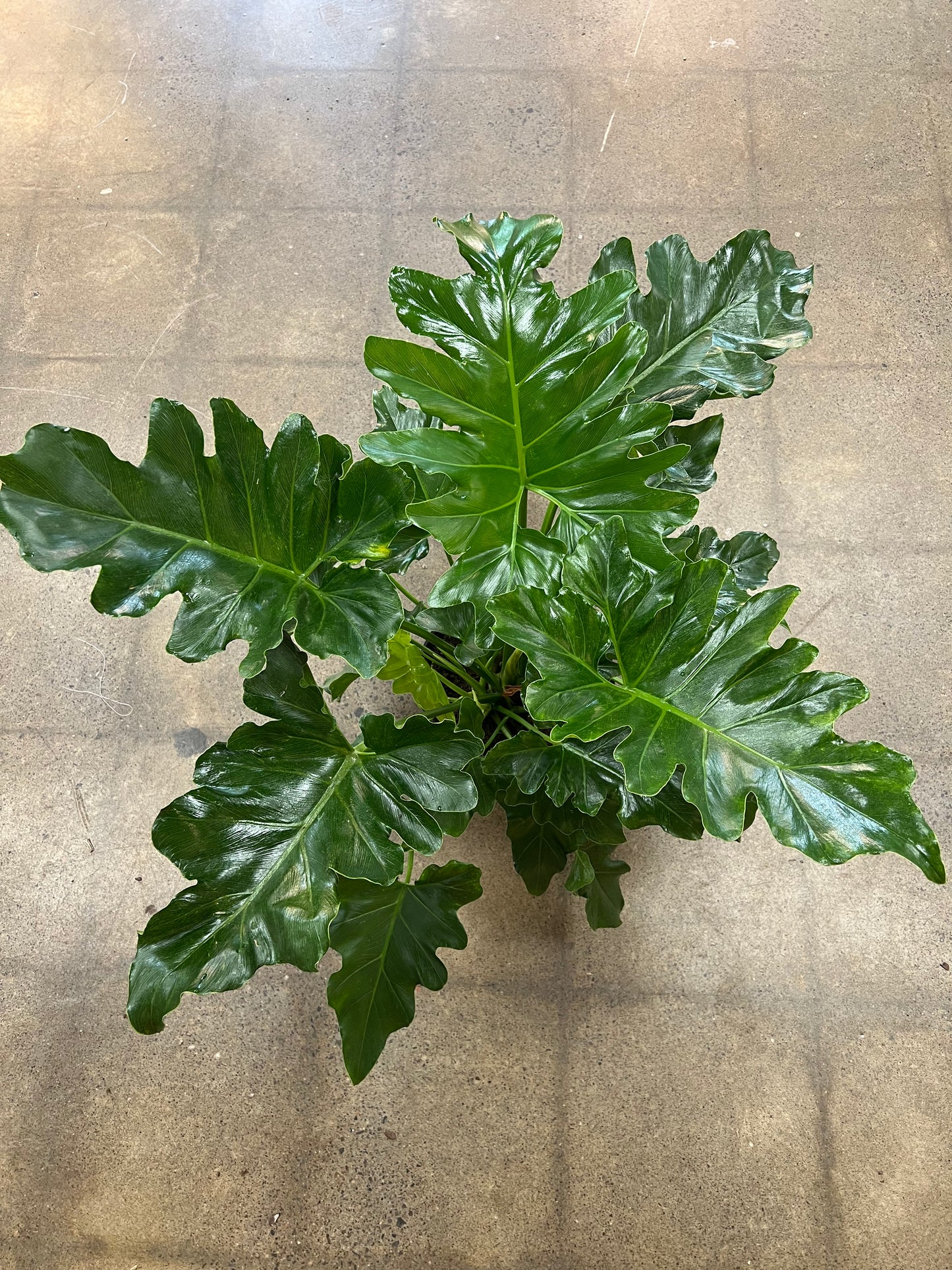 Philodendron Hope