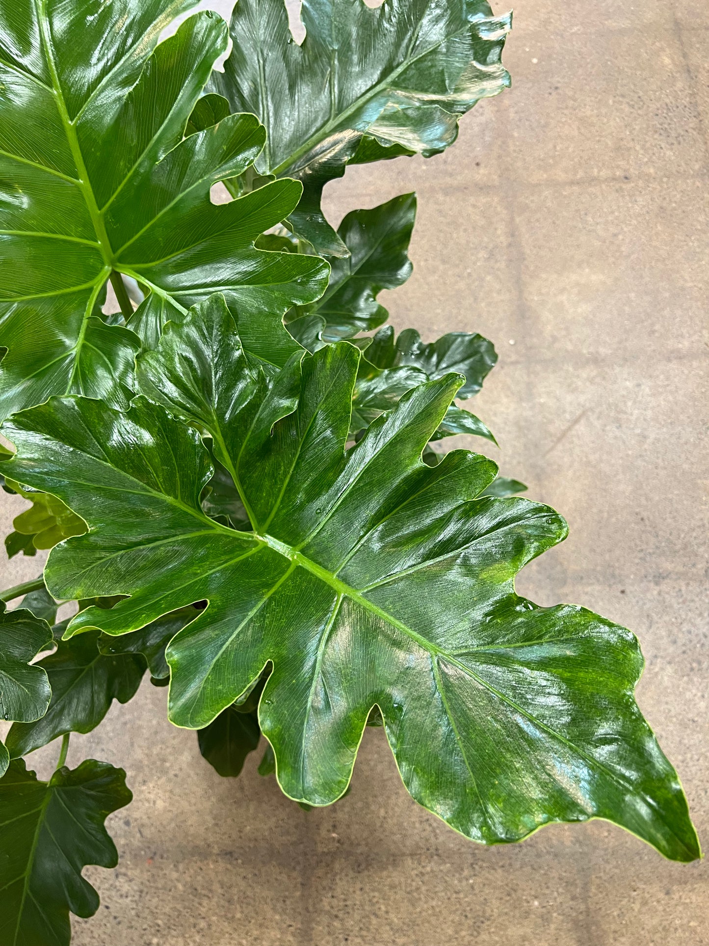 Philodendron Hope