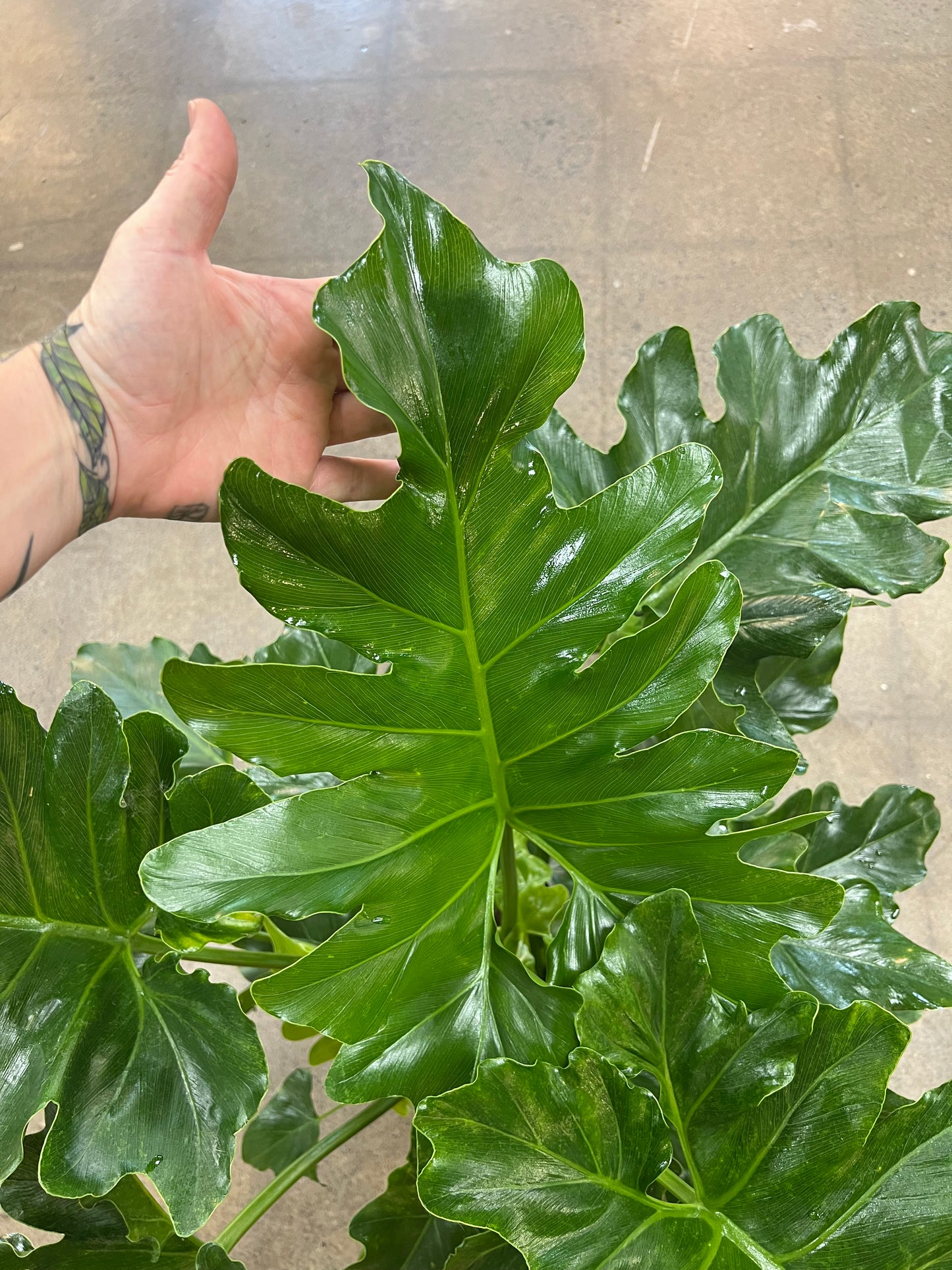 Philodendron Hope