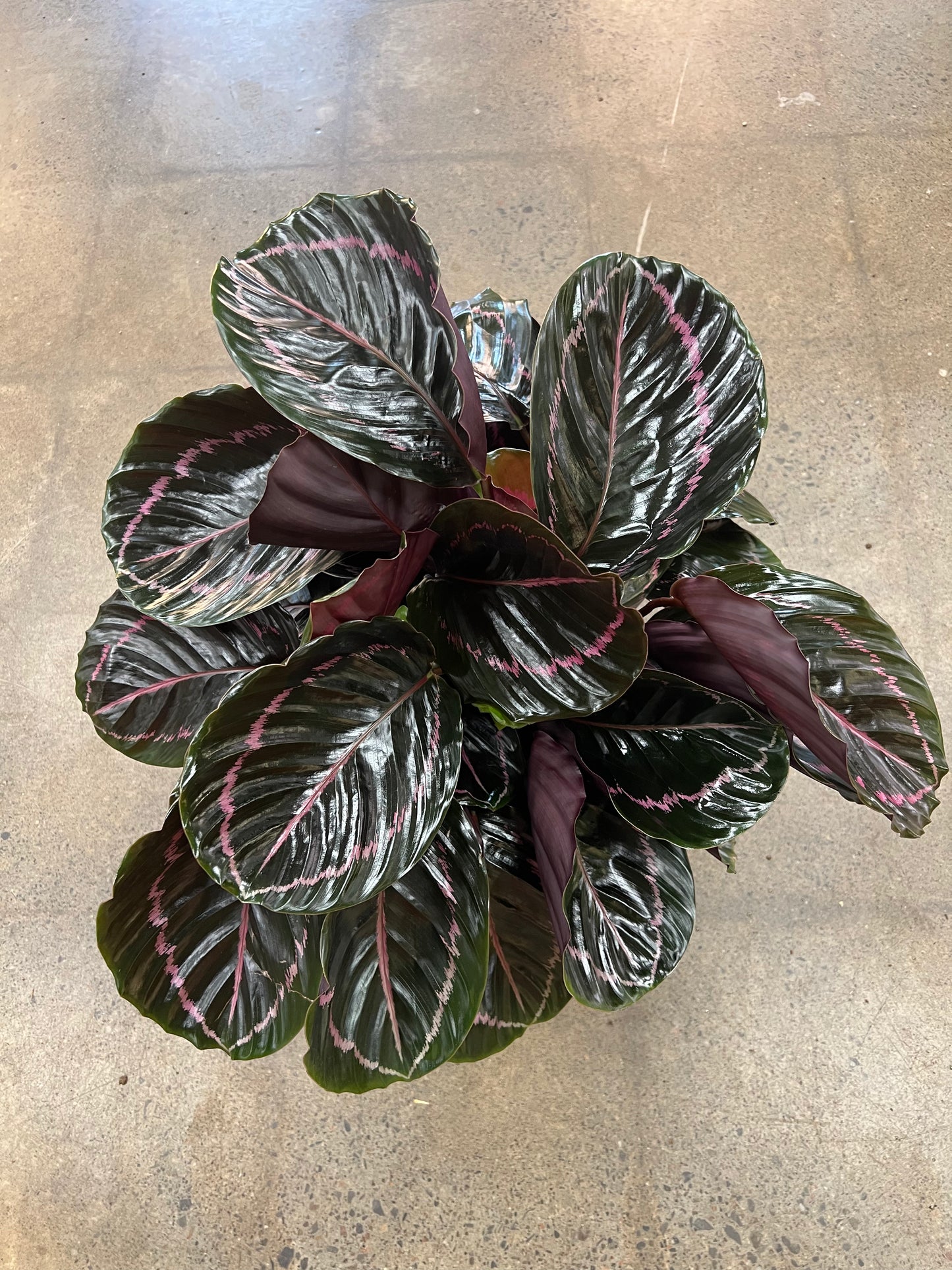 Calathea Princess Jessie