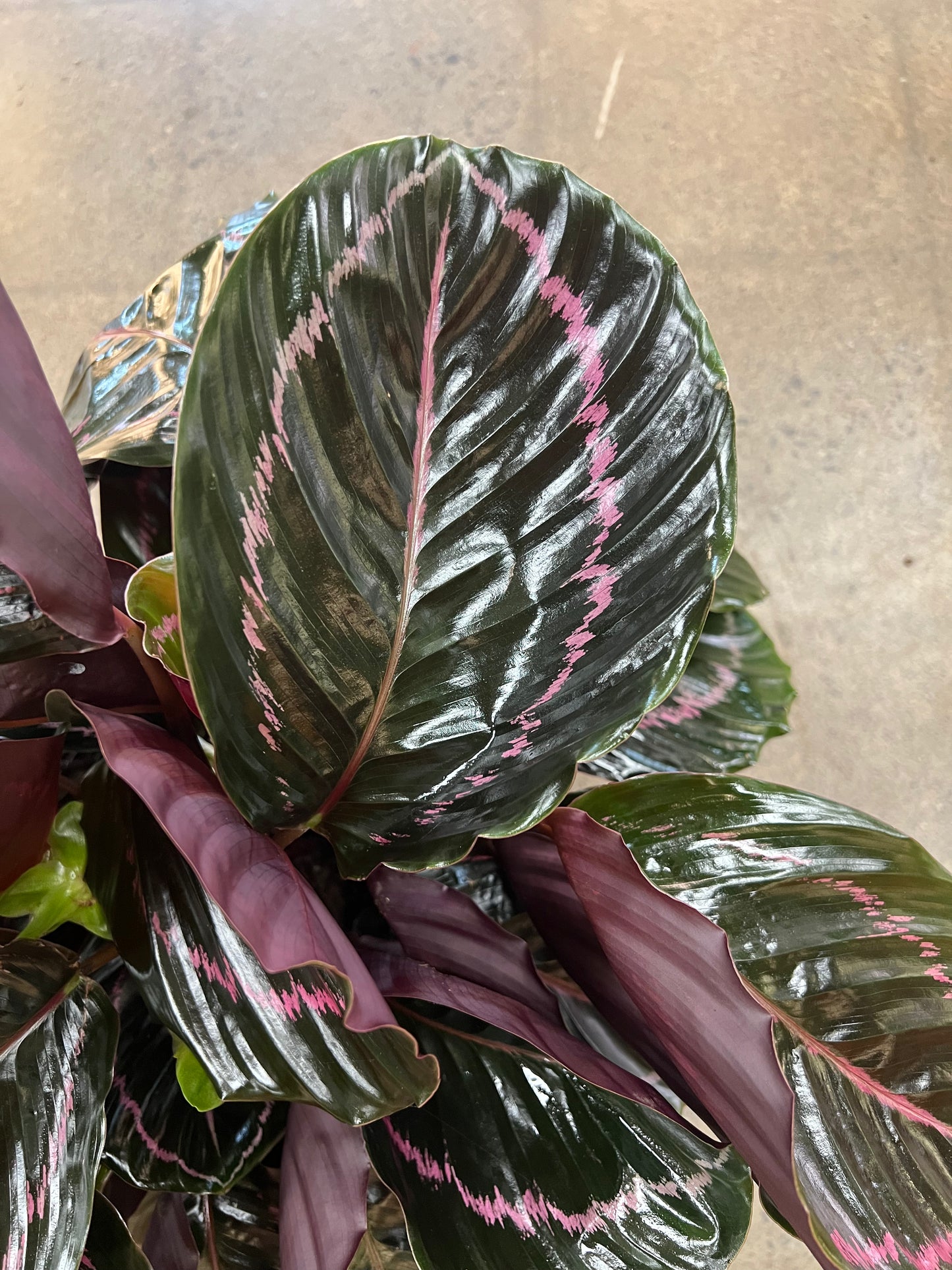 Calathea Princess Jessie
