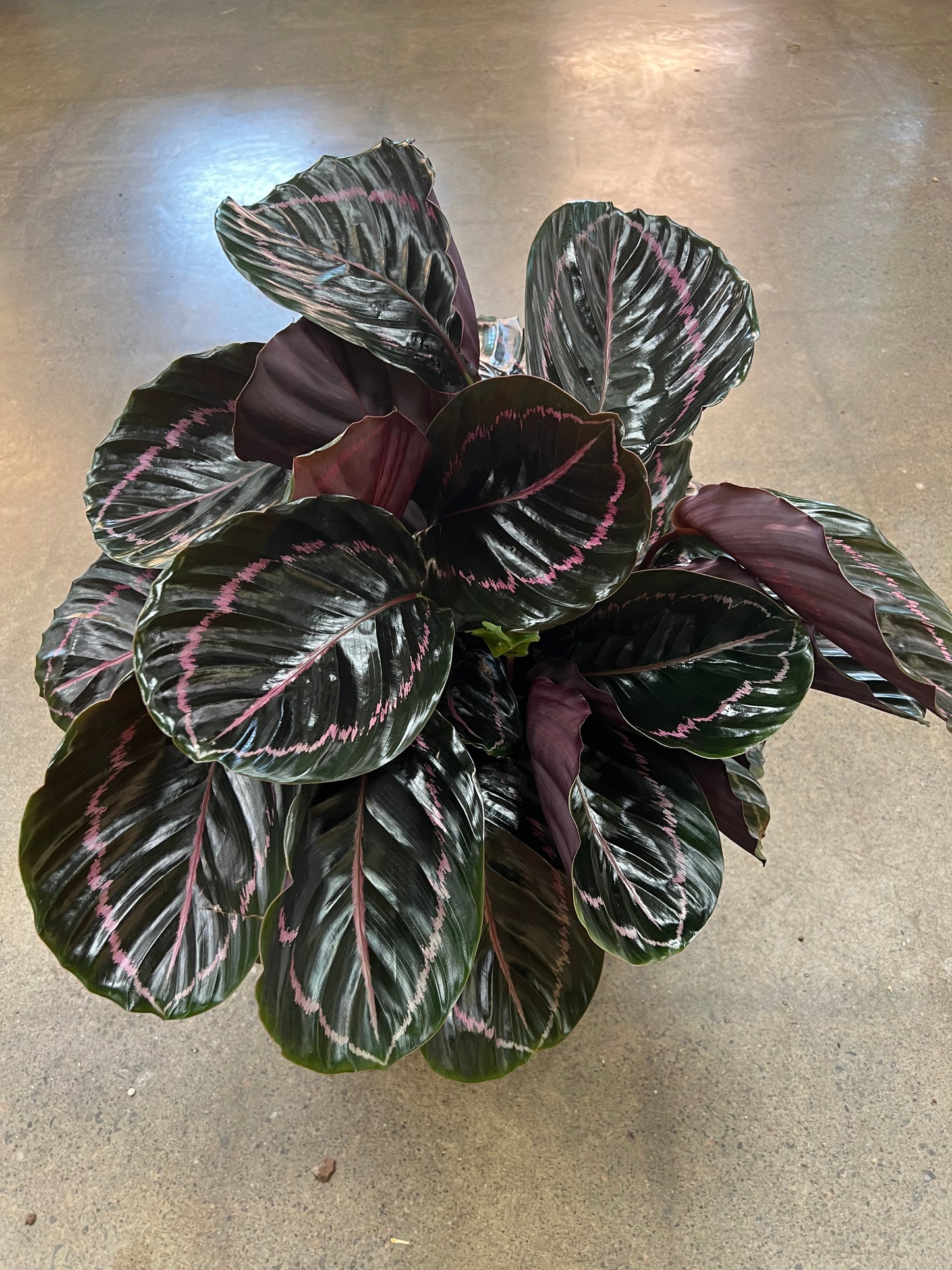 Calathea Princess Jessie