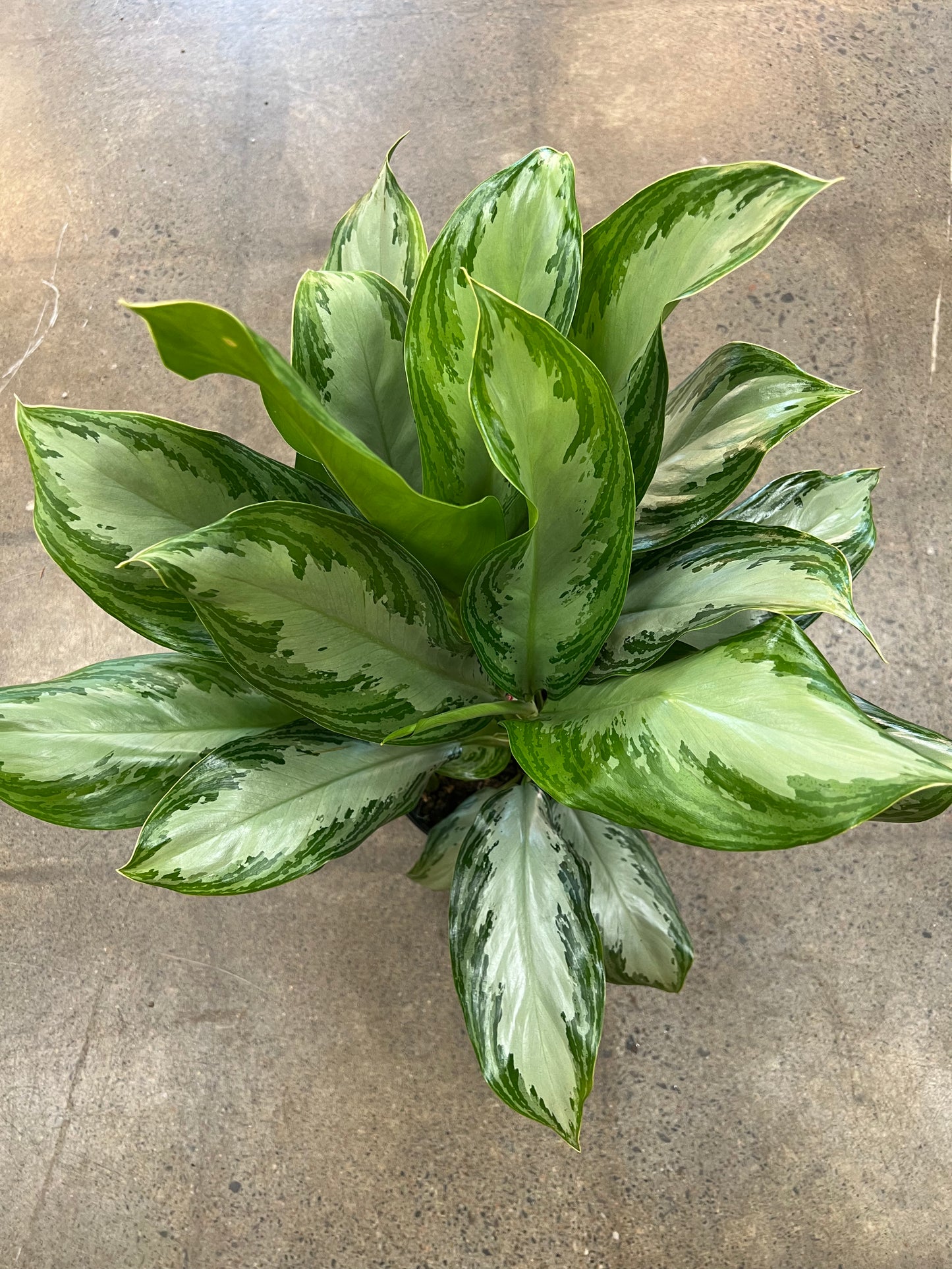 Aglaonema Silver Bay