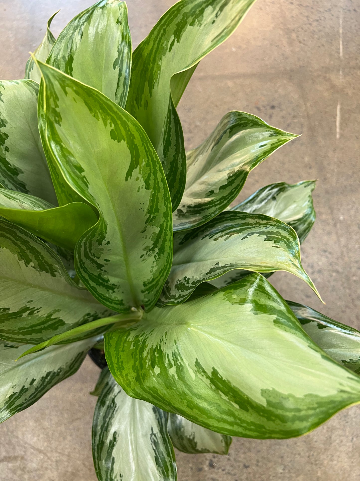 Aglaonema Silver Bay