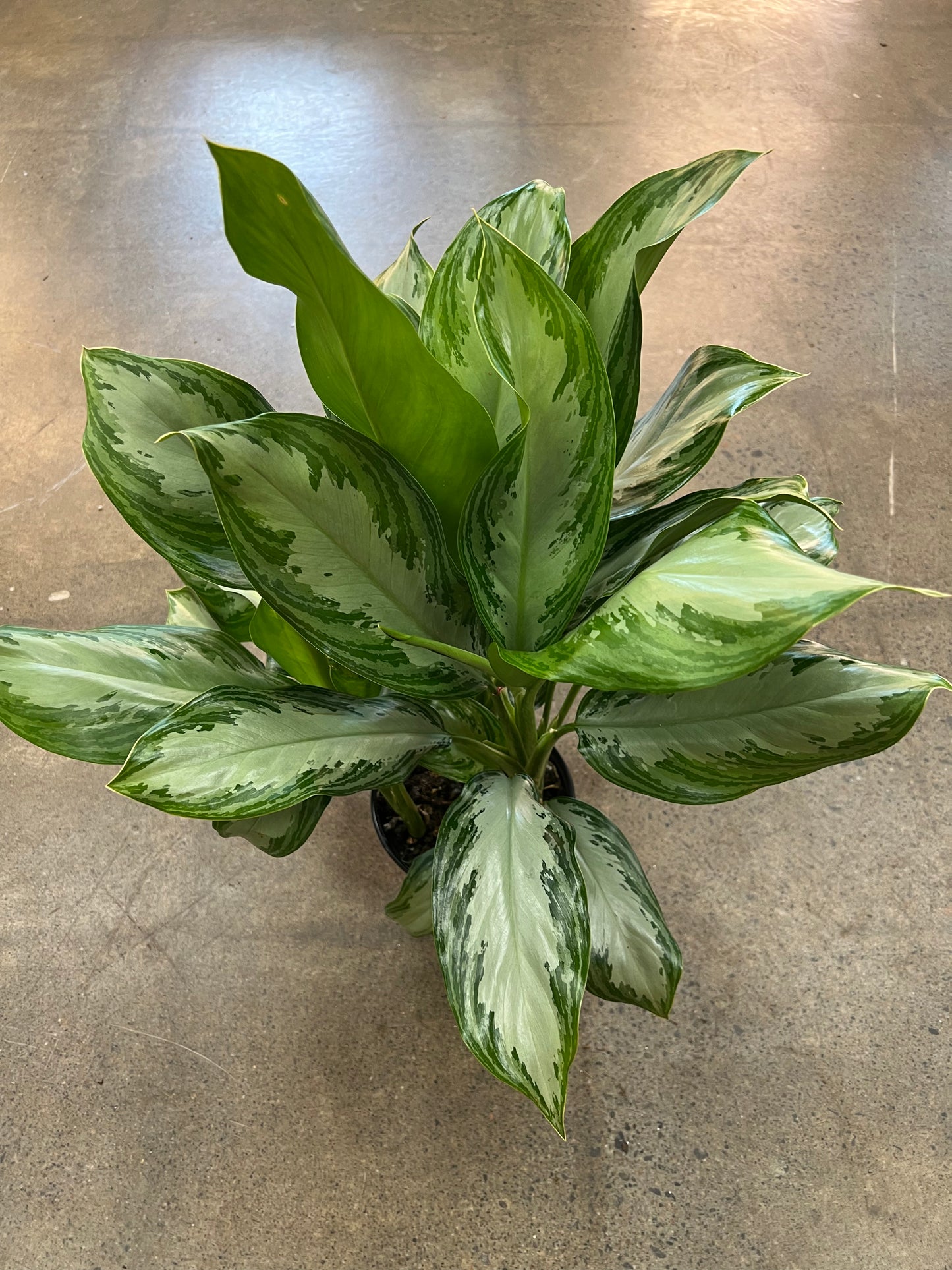 Aglaonema Silver Bay