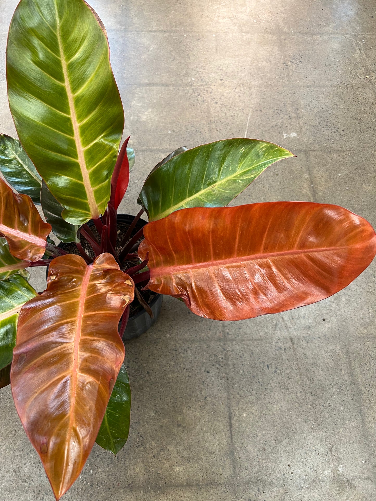 Philodendron Kathleen