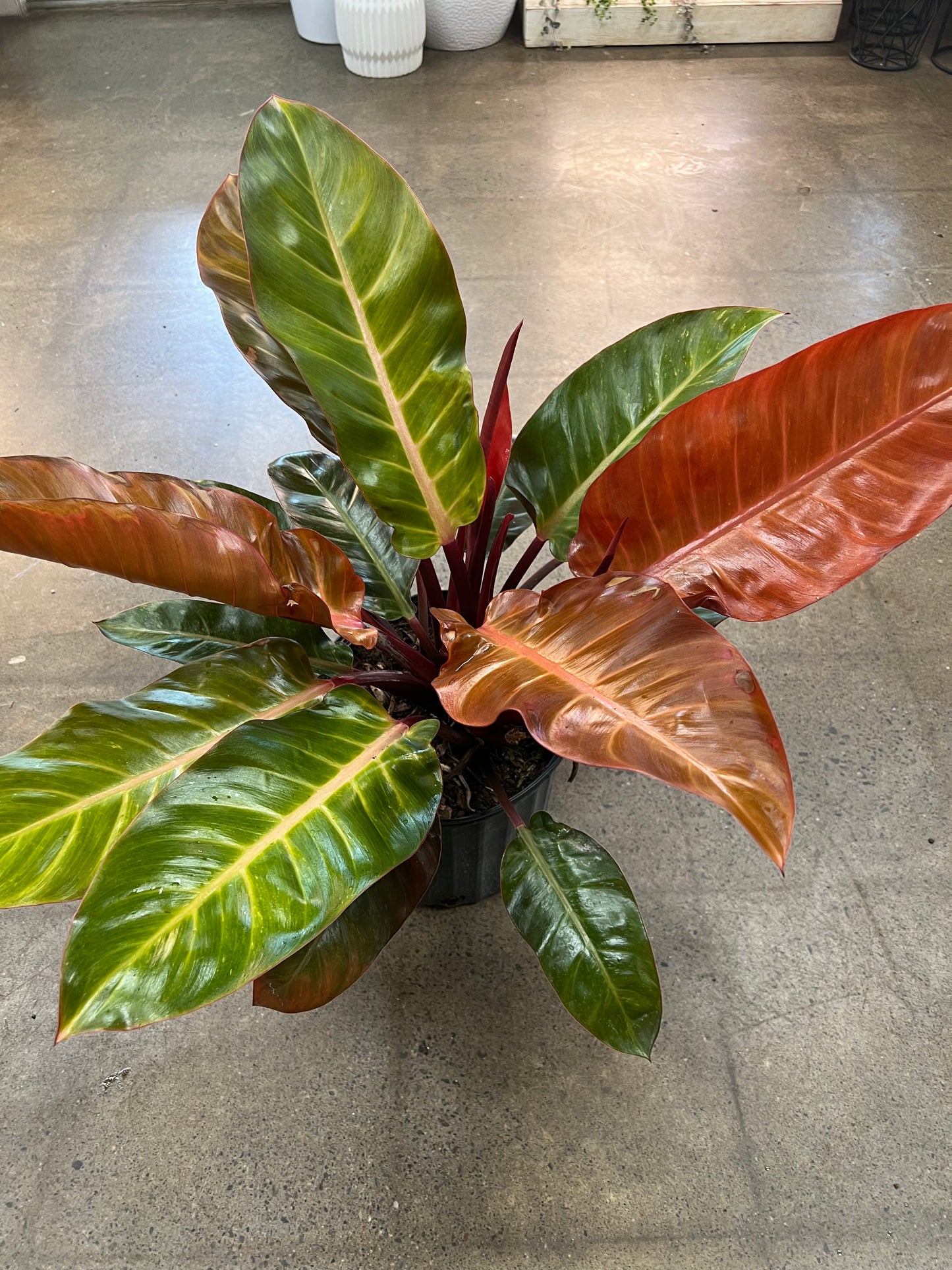 Philodendron Kathleen