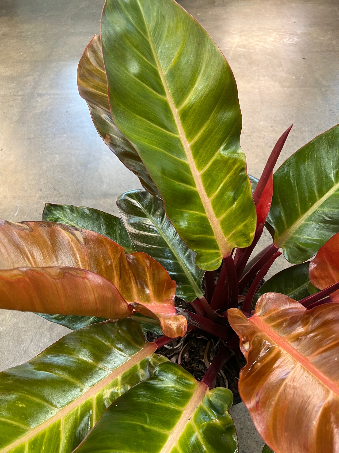 Philodendron Kathleen