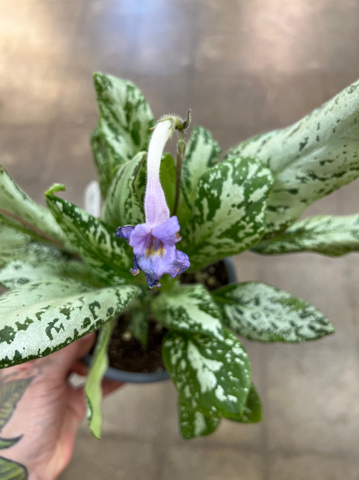 Michaelmoelleria Vietnamensis