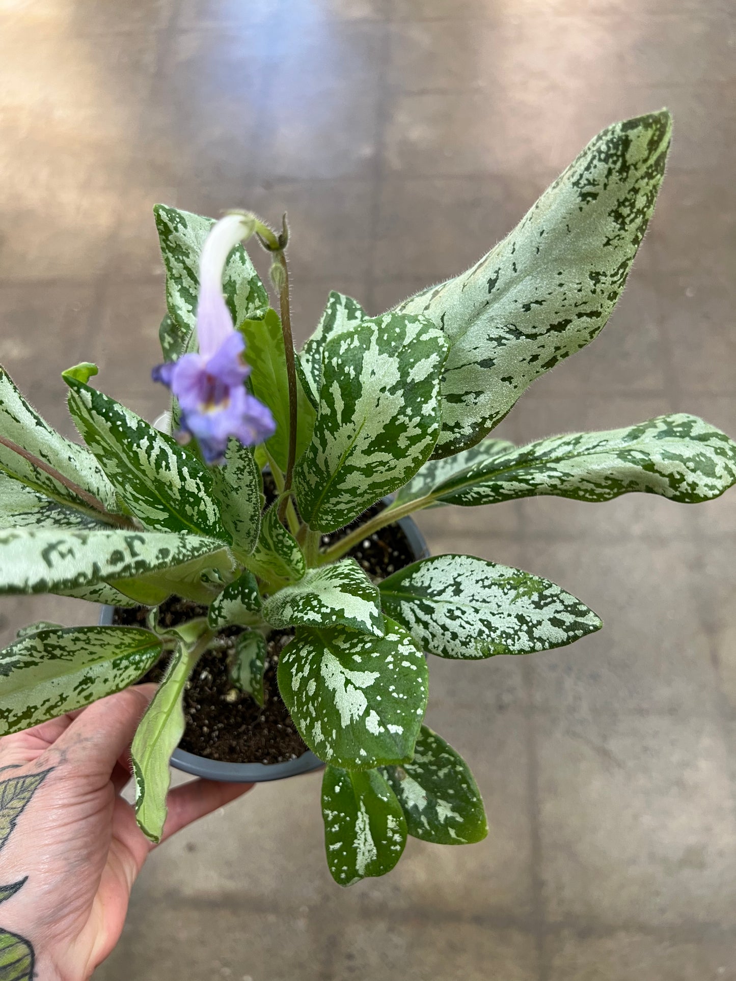Michaelmoelleria Vietnamensis