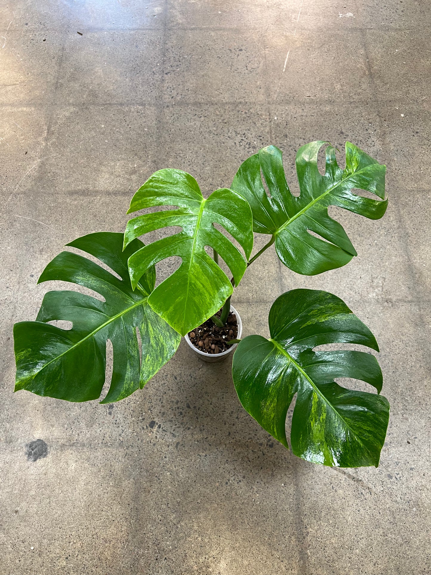 Monstera Green On green