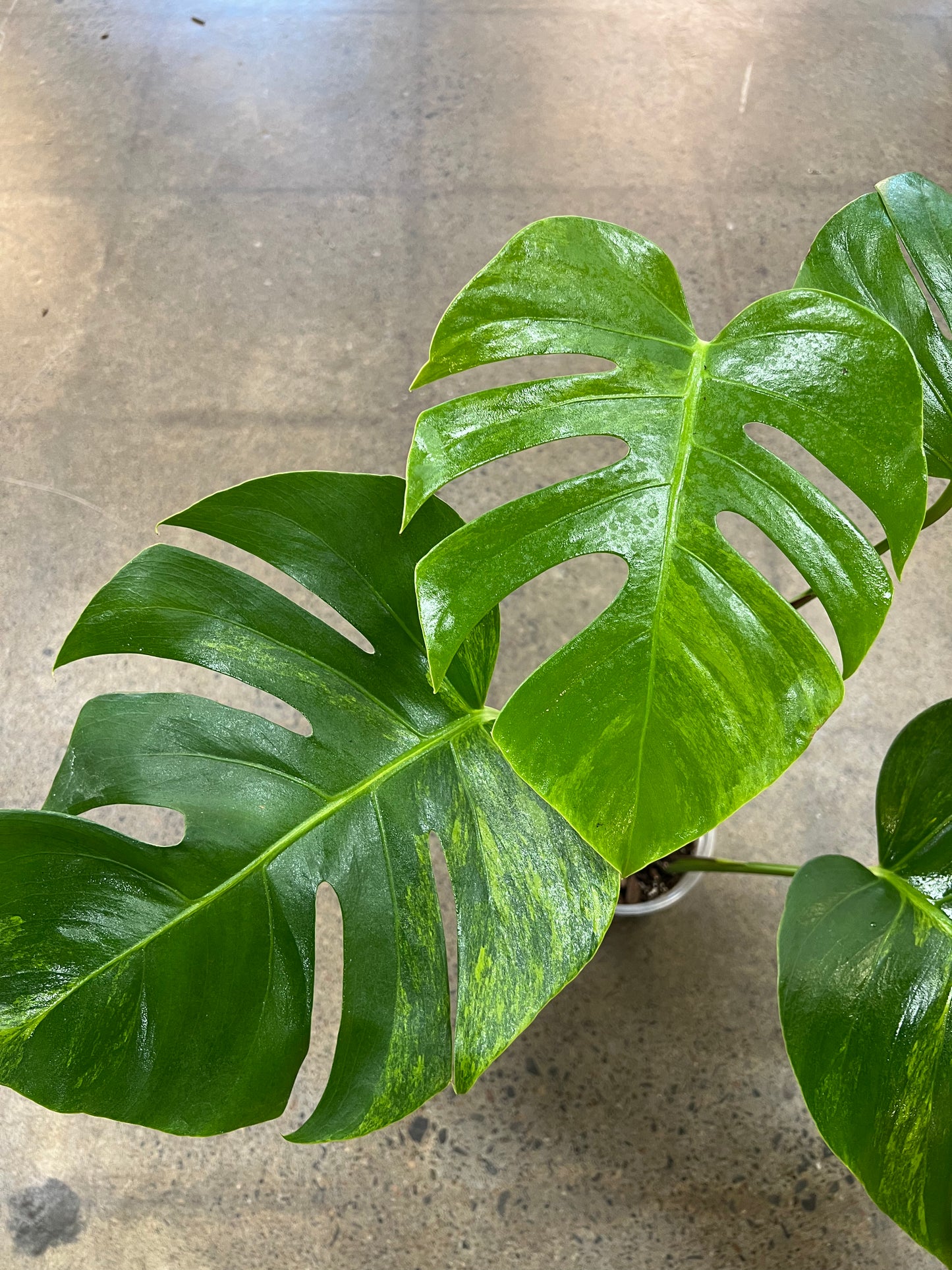 Monstera Green On green