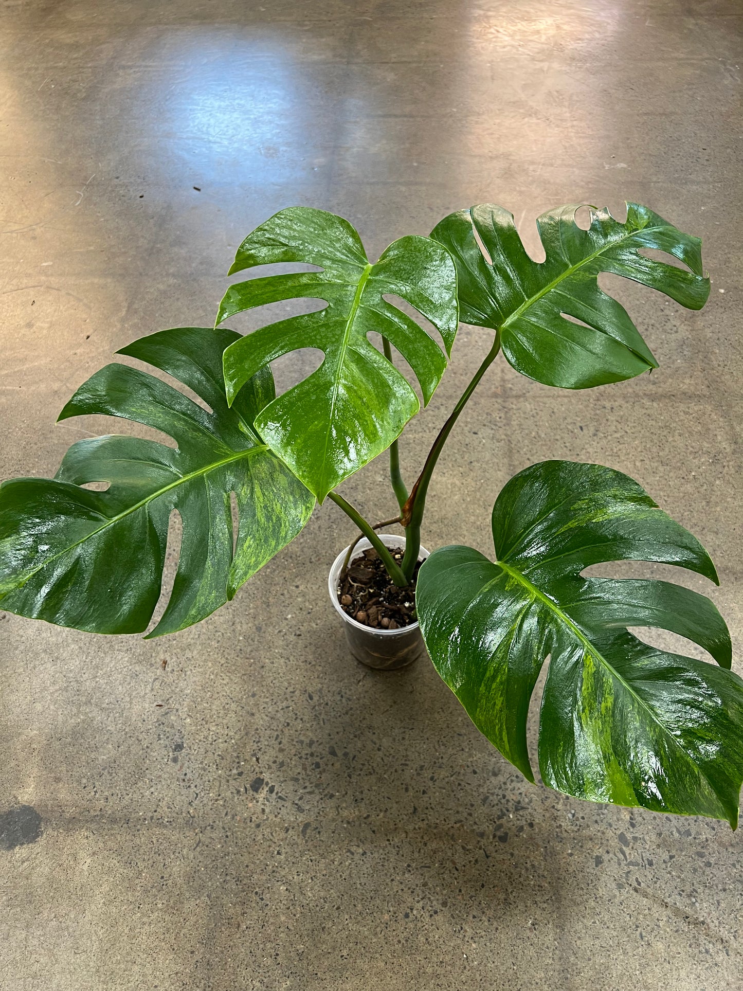 Monstera Green On green