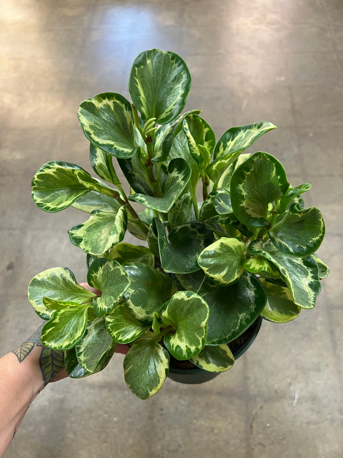 Peperomia Variegated