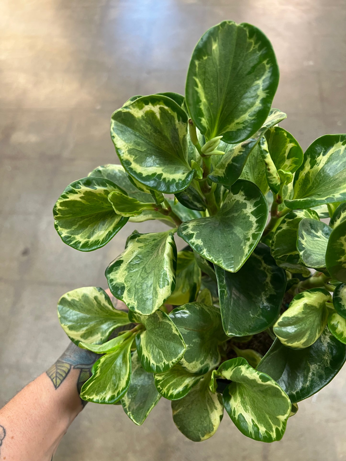 Peperomia Variegated