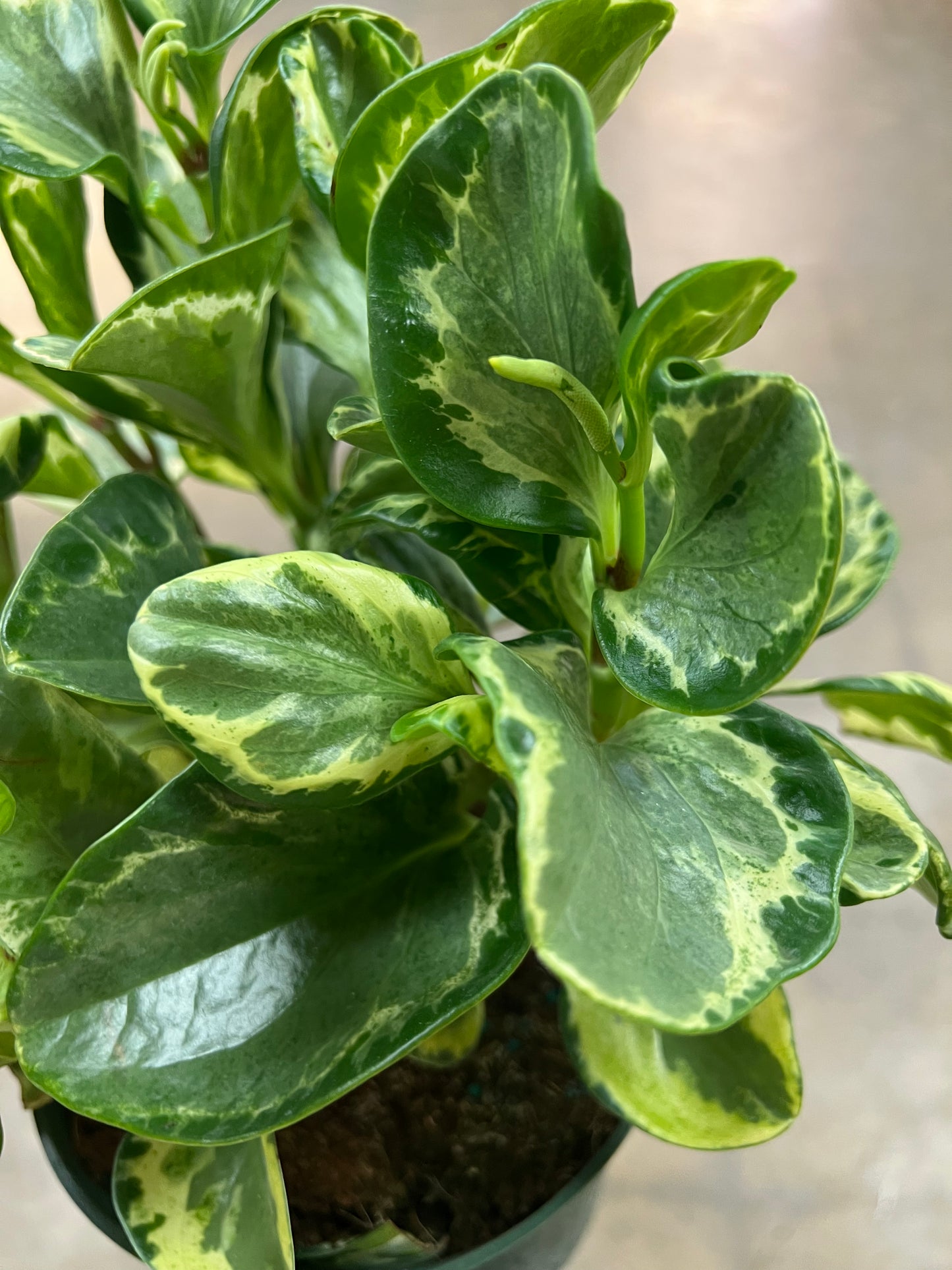 Peperomia Variegated