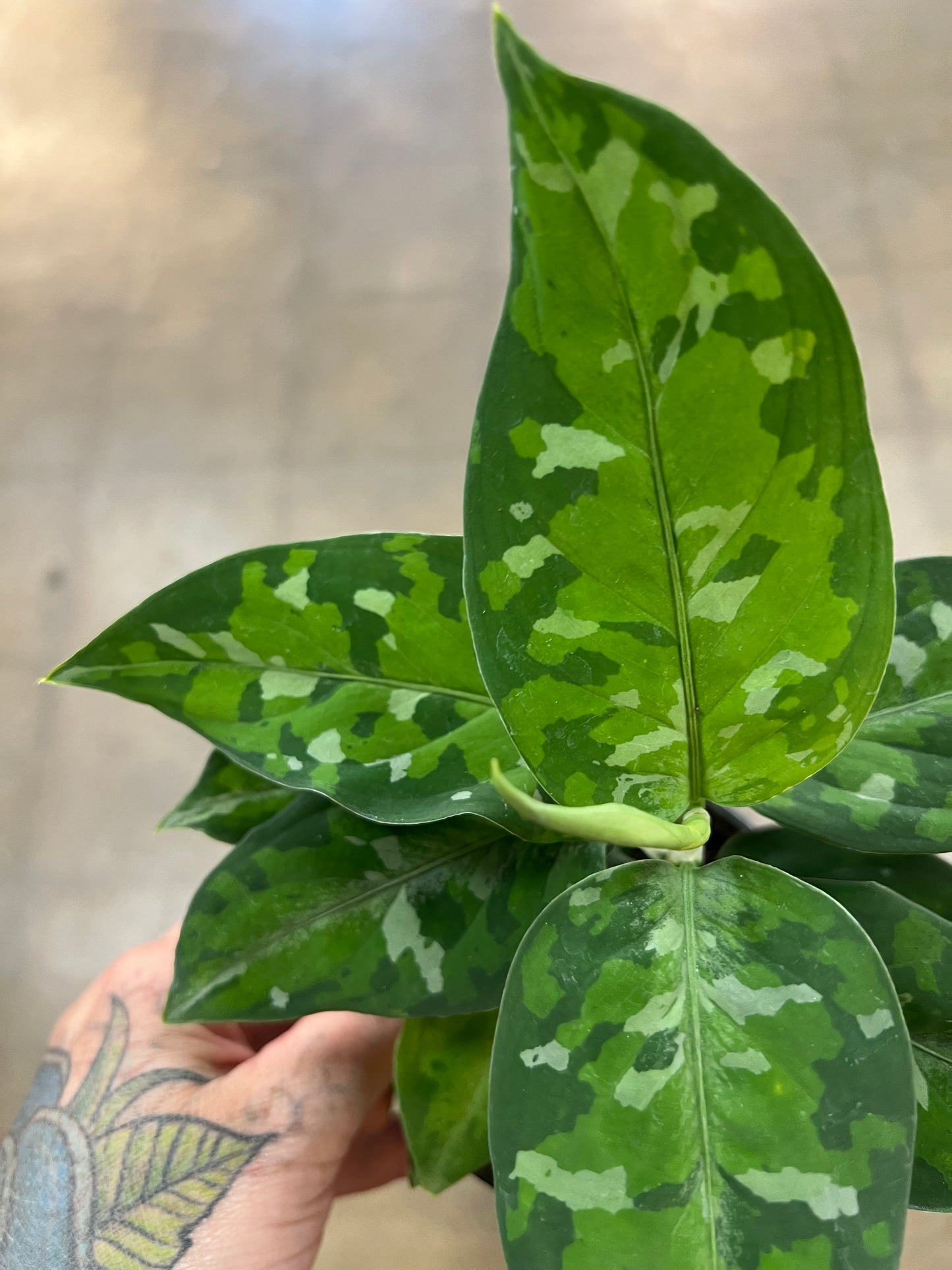 Aglaonema Pictum Tricolor