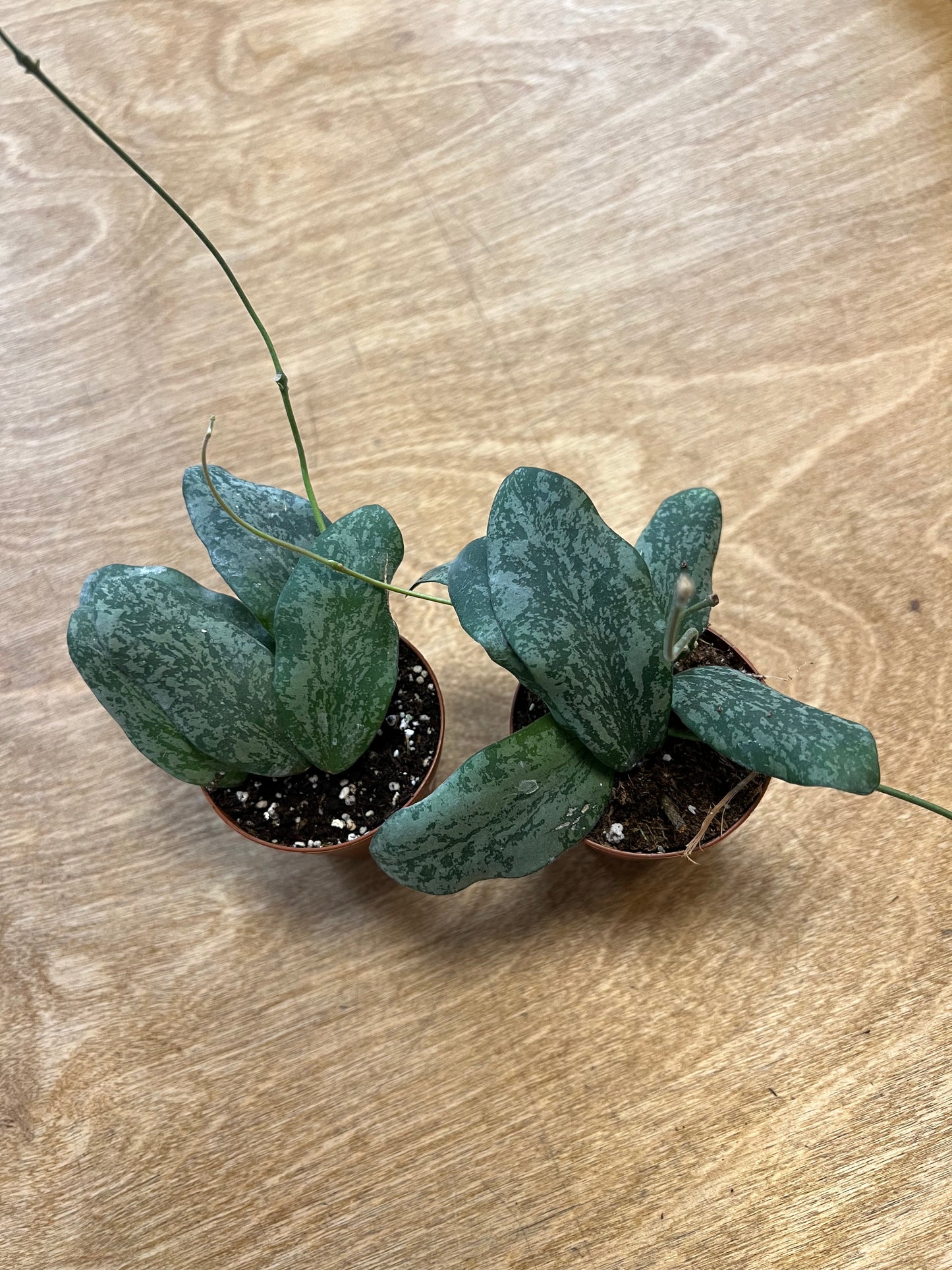Hoya Sigillatis Silver