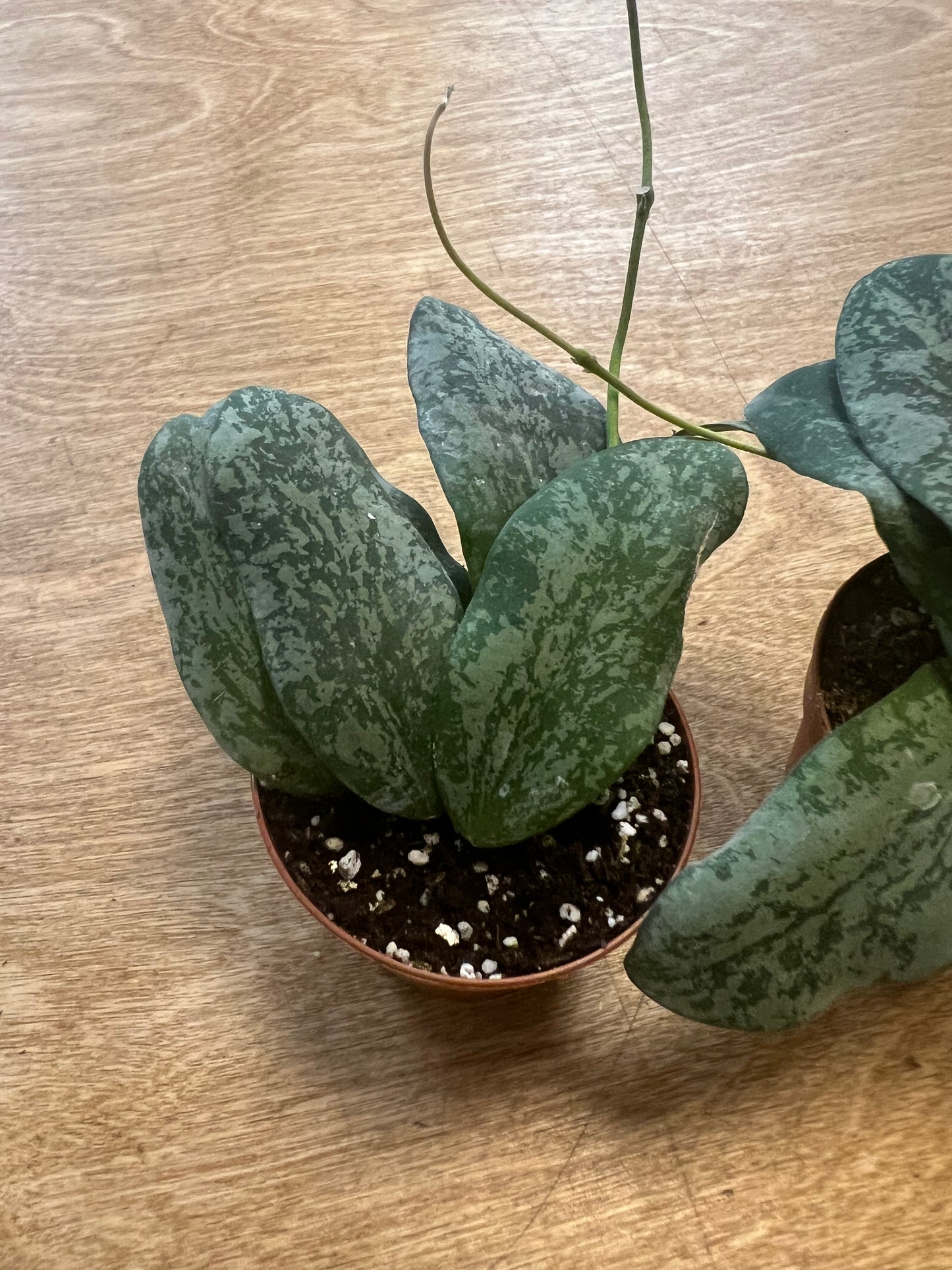 Hoya Sigillatis Silver