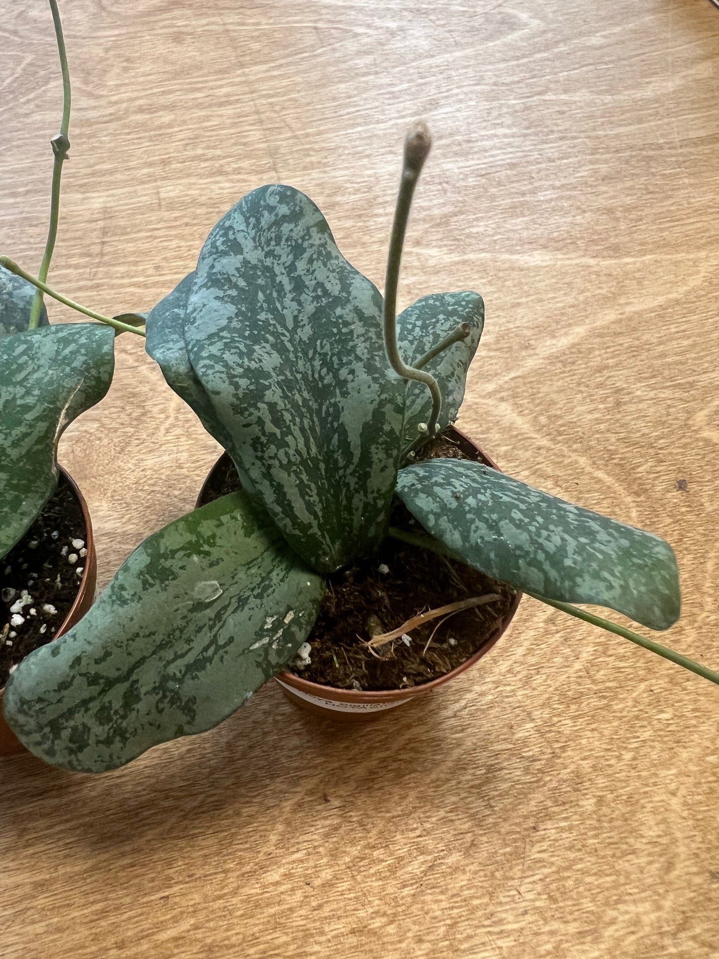 Hoya Sigillatis Silver