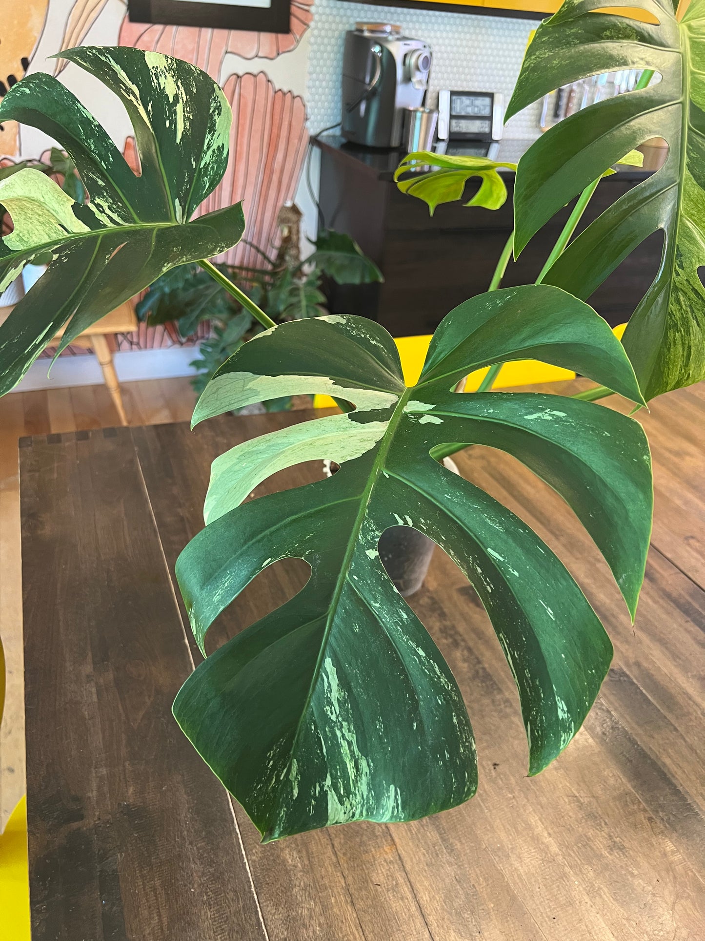 Monstera Mint