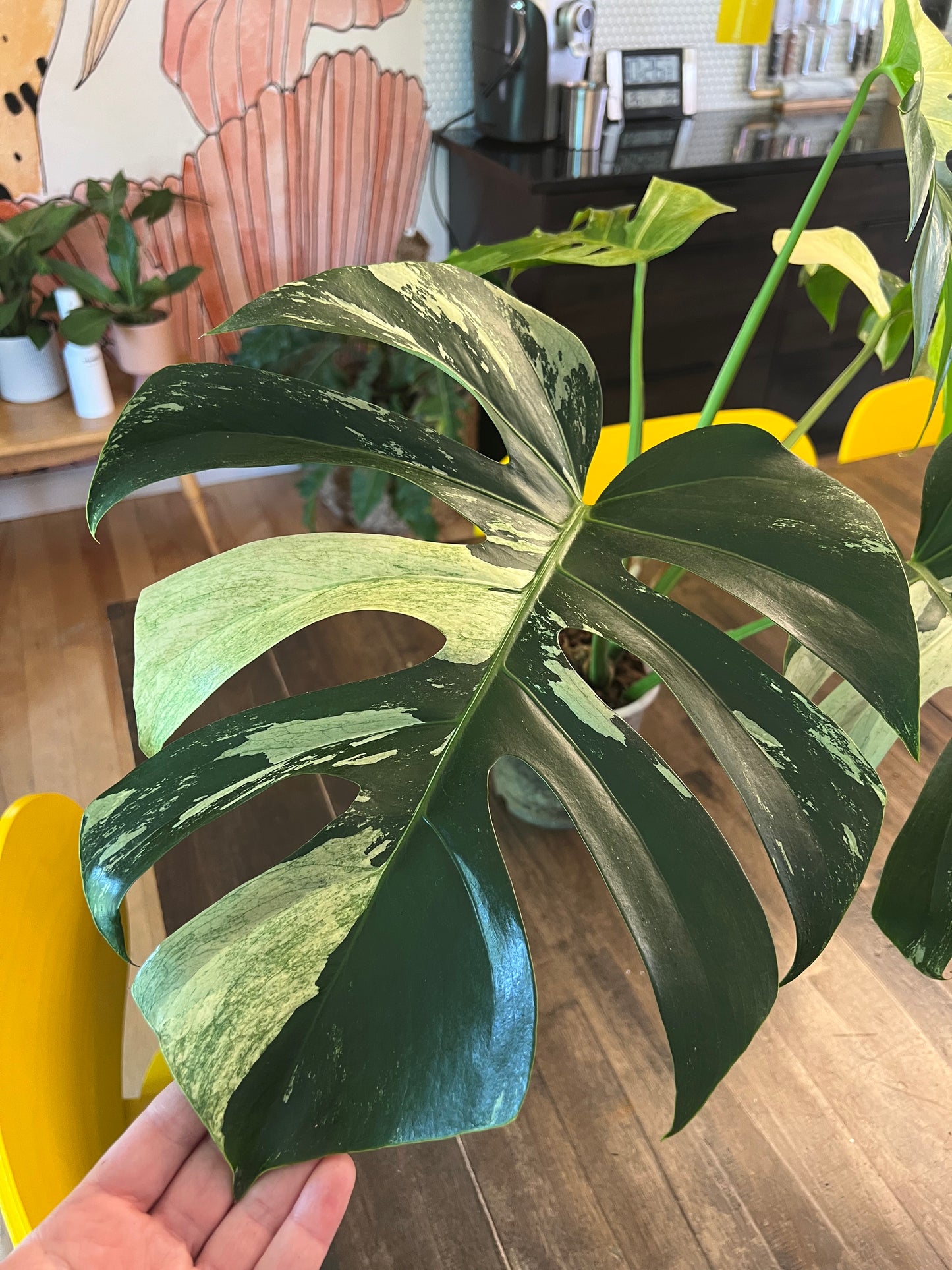 Monstera Mint