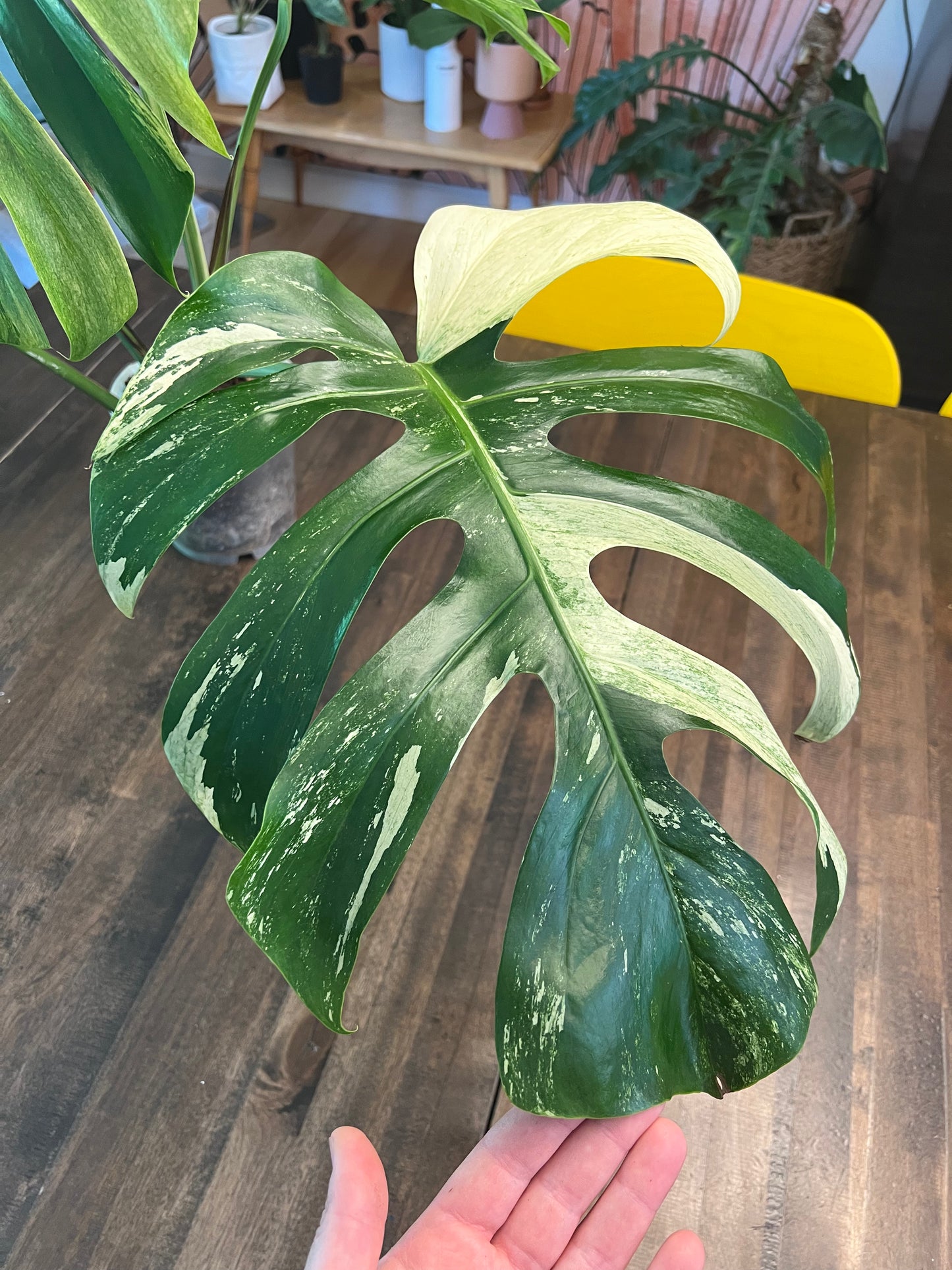 Monstera Mint
