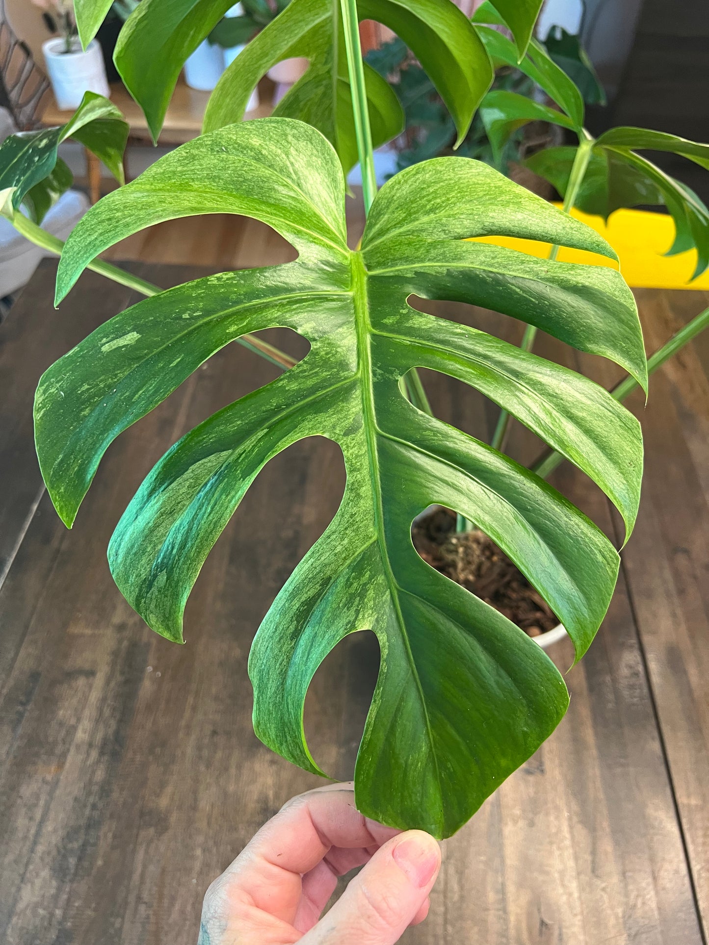 Monstera Mint