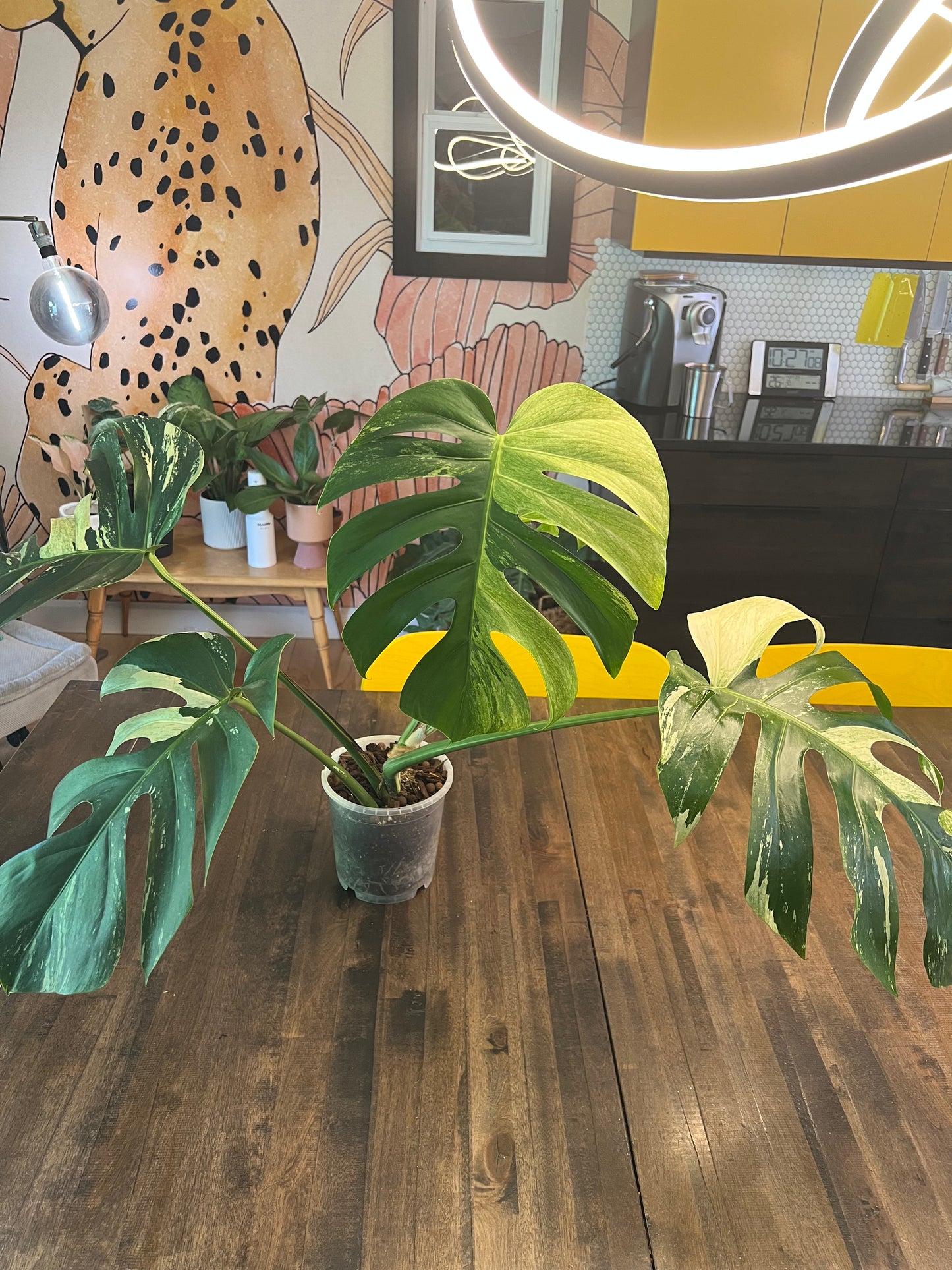 Monstera Mint