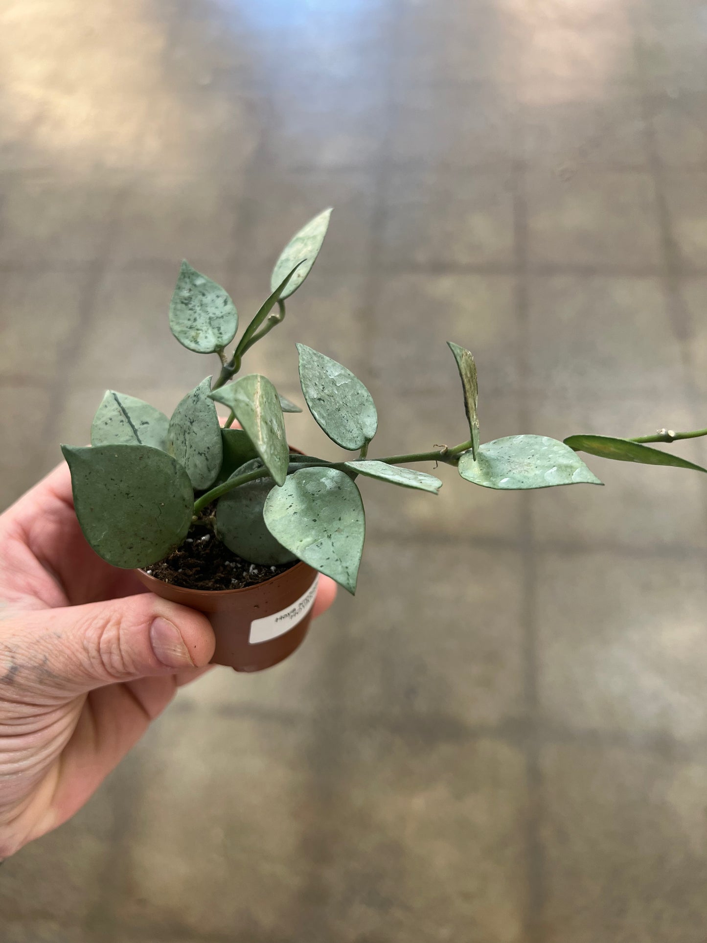 Hoya Krohniana Arctic