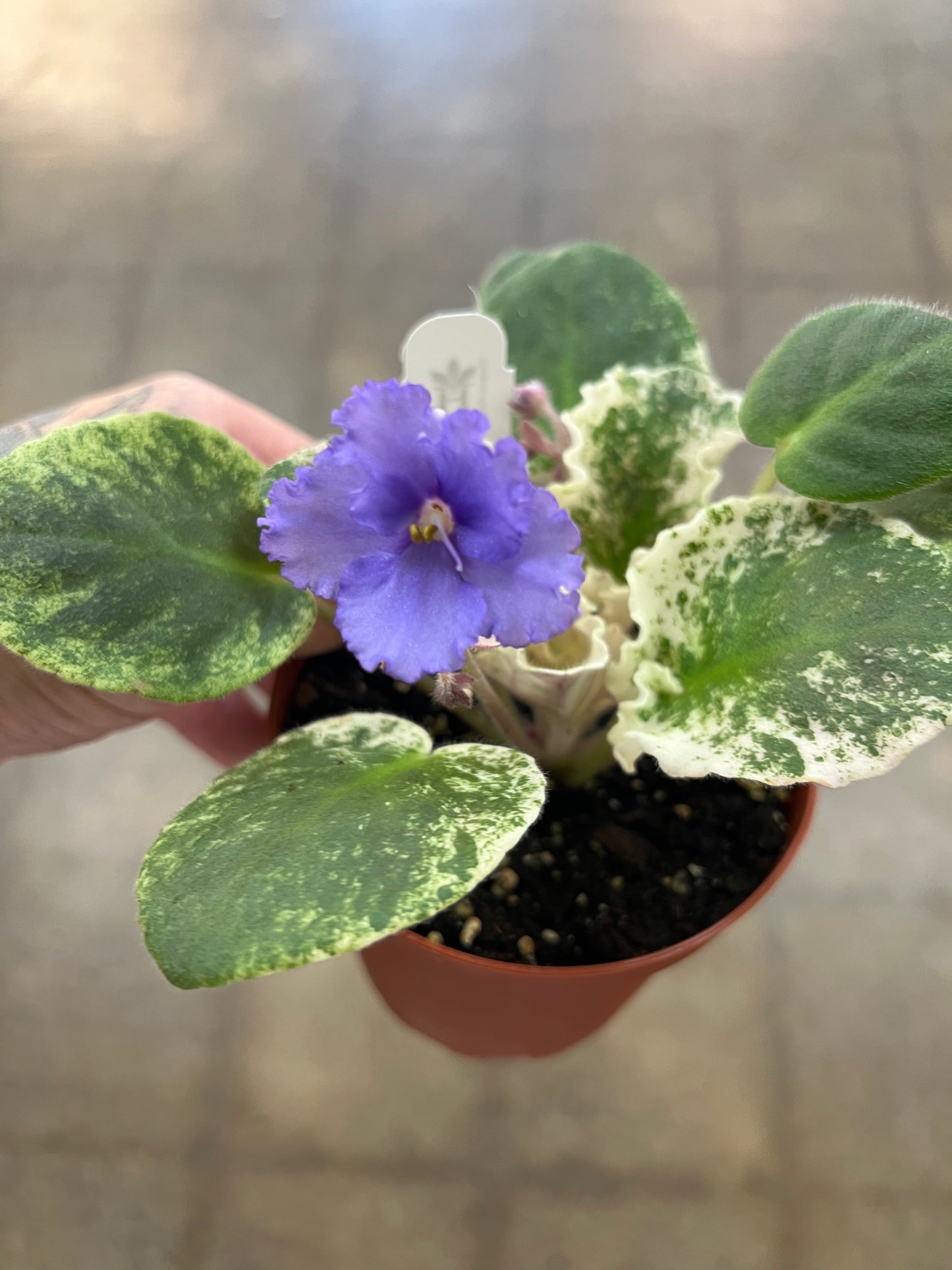 Violette Africaine variegated