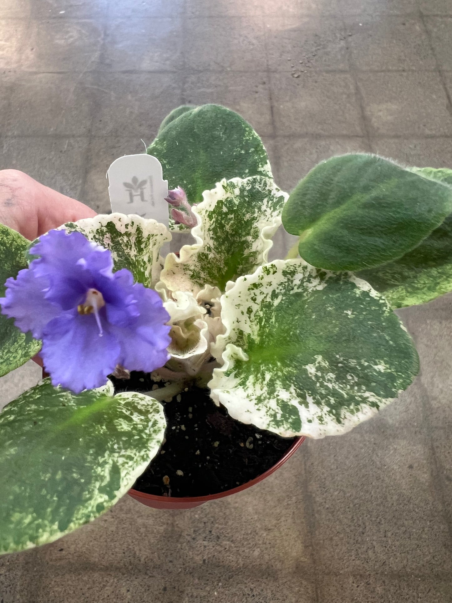 Violette Africaine variegated