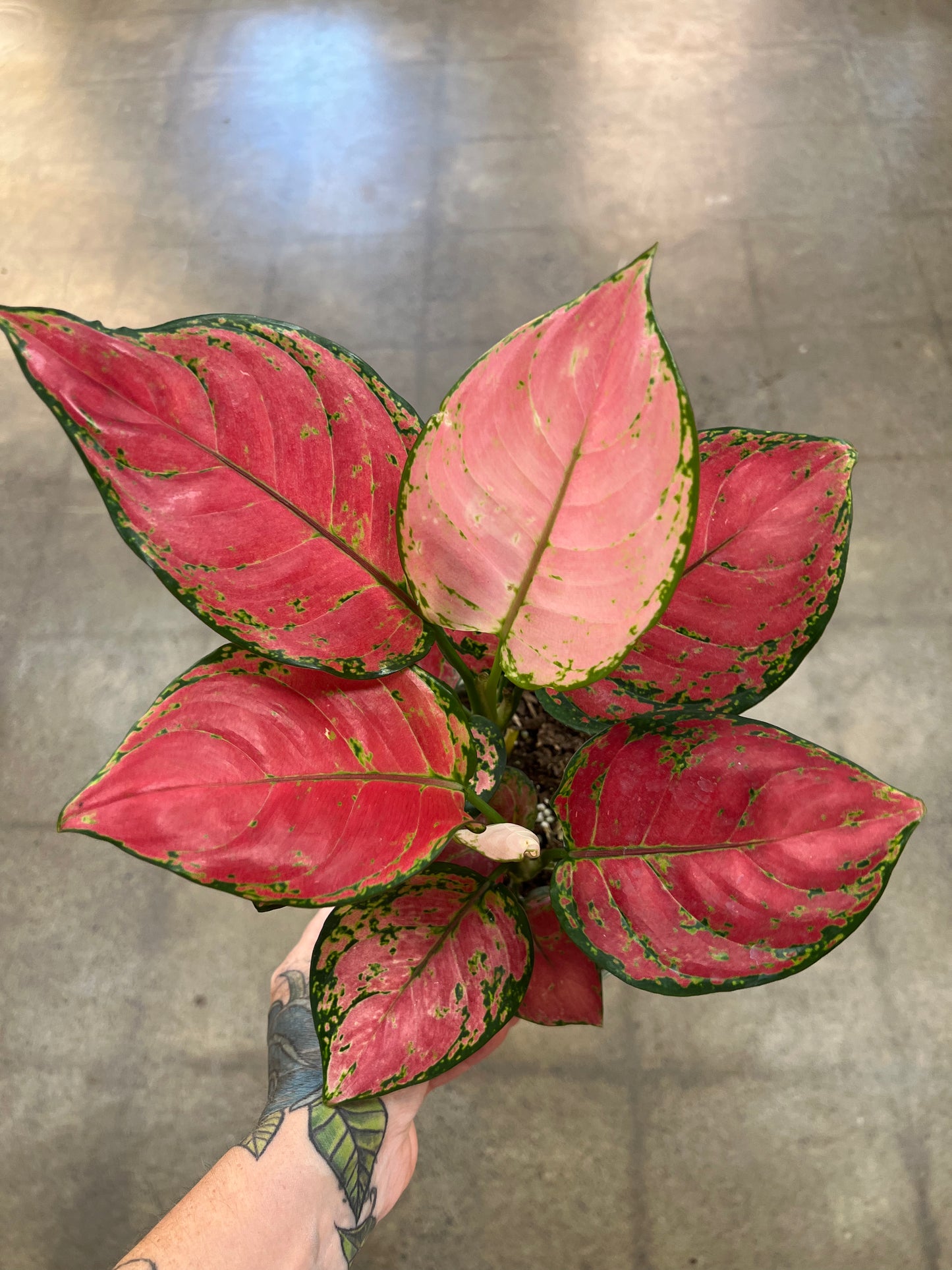 Aglaonema Red Valentine