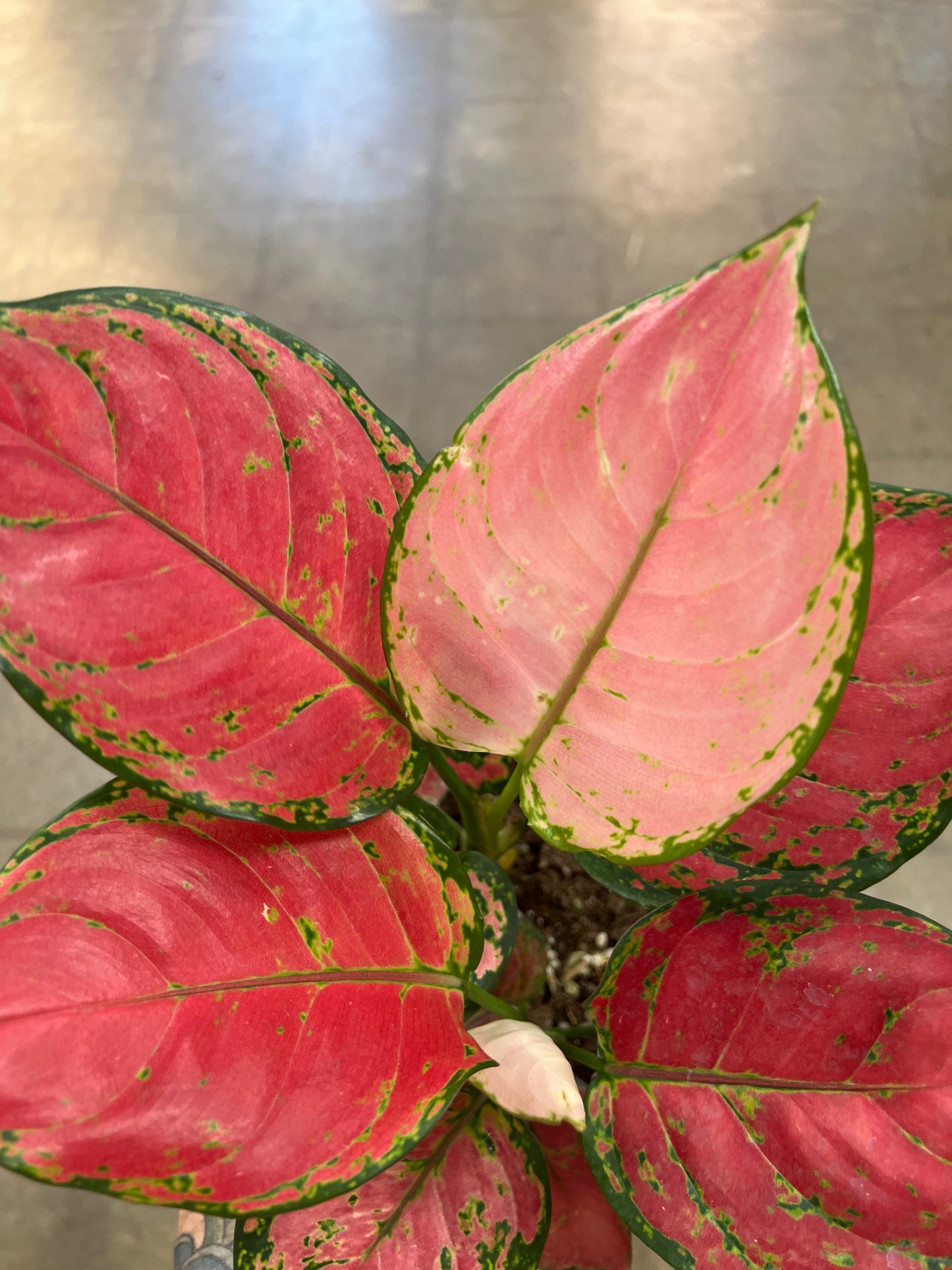 Aglaonema Red Valentine