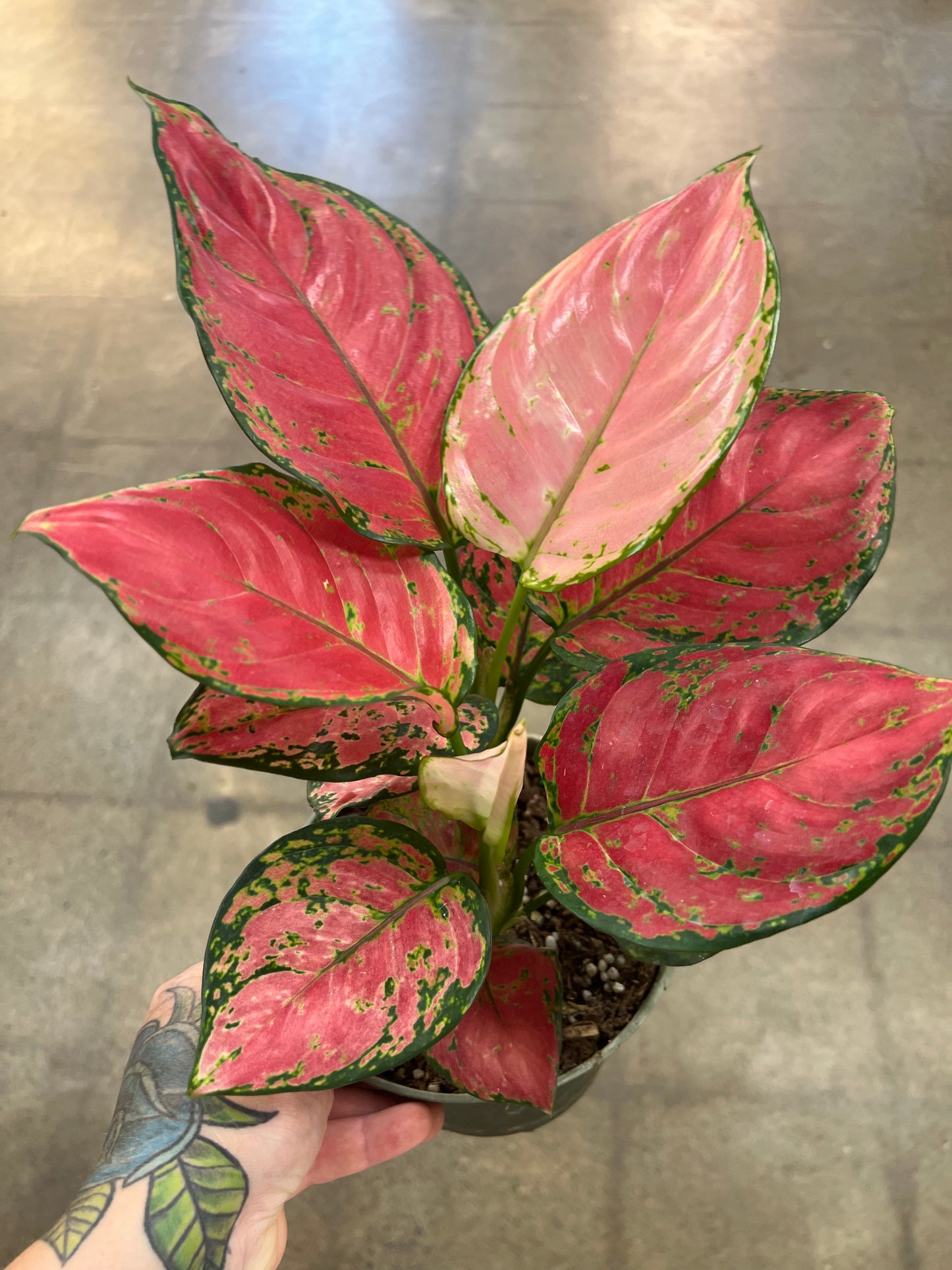 Aglaonema Red Valentine