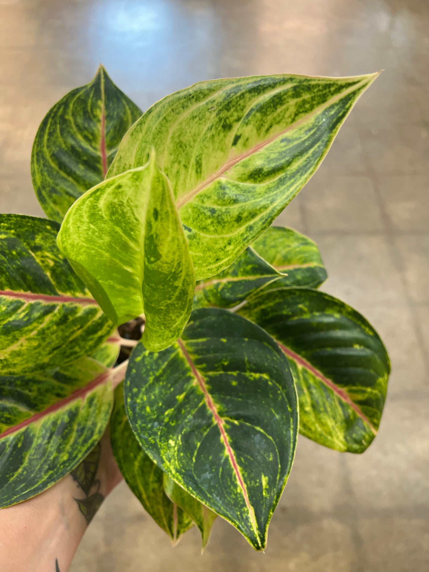 Aglaonema Green Papaya