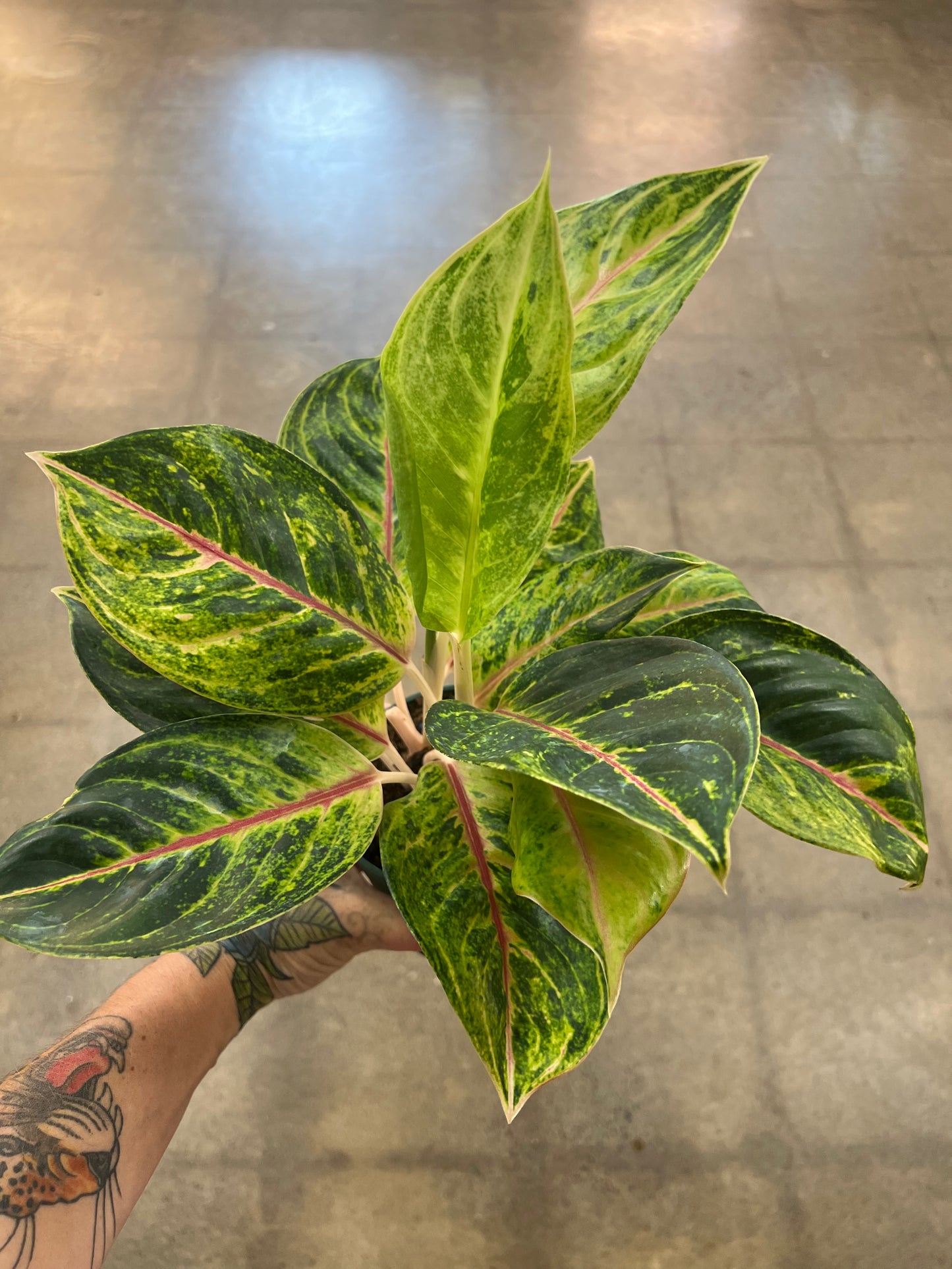 Aglaonema Green Papaya