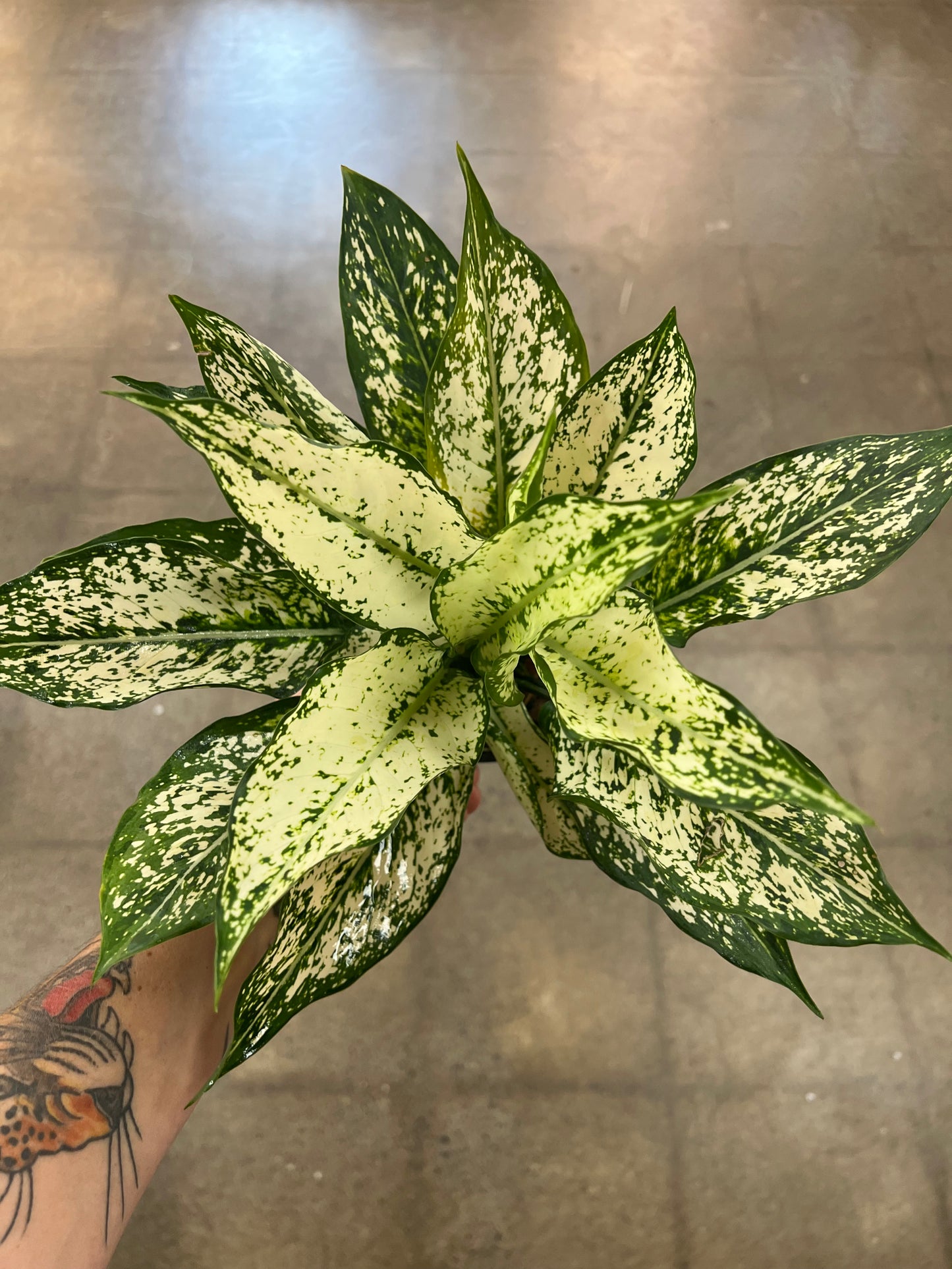 Aglaonema Spring Snow