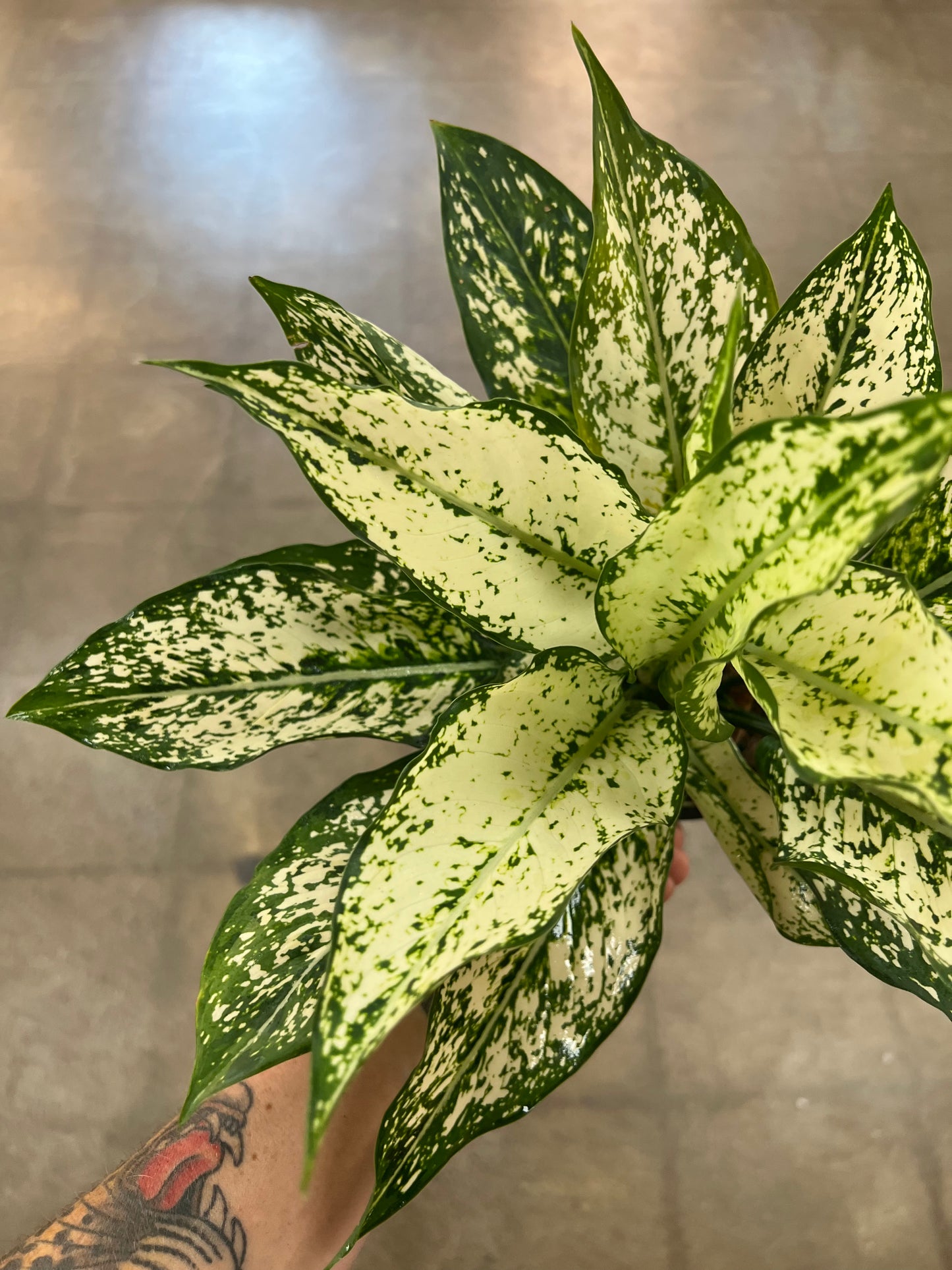 Aglaonema Spring Snow
