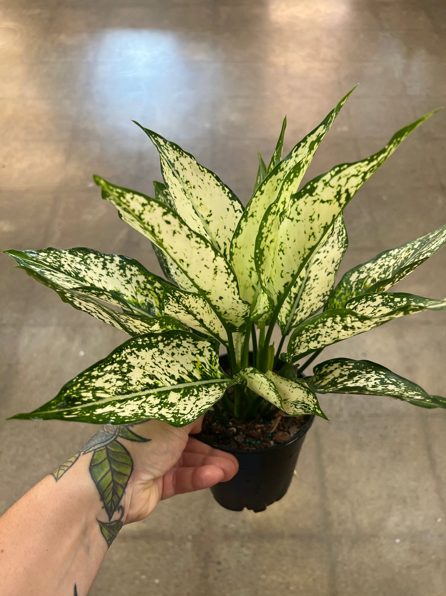 Aglaonema Spring Snow