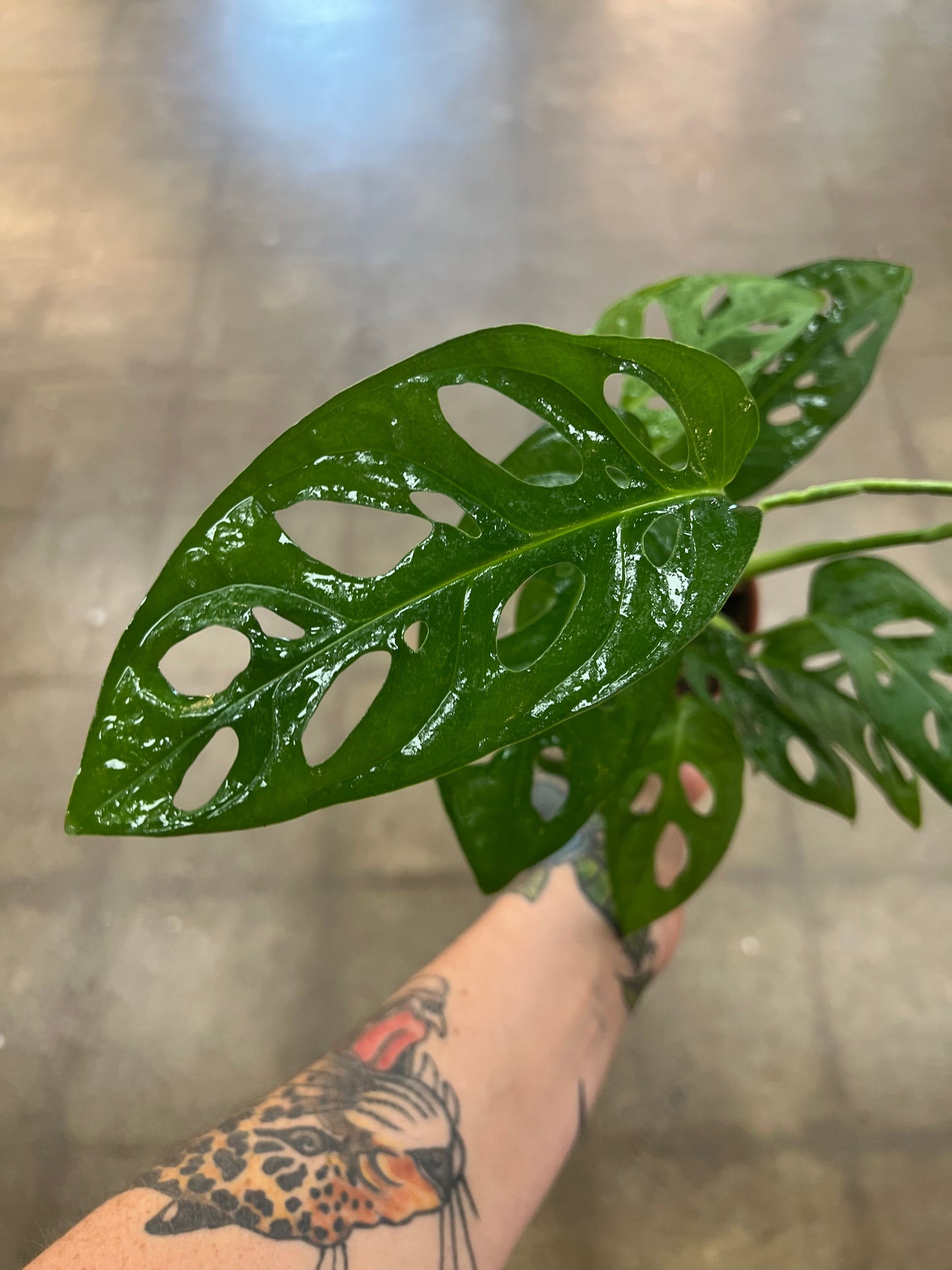 Monstera Adansonii