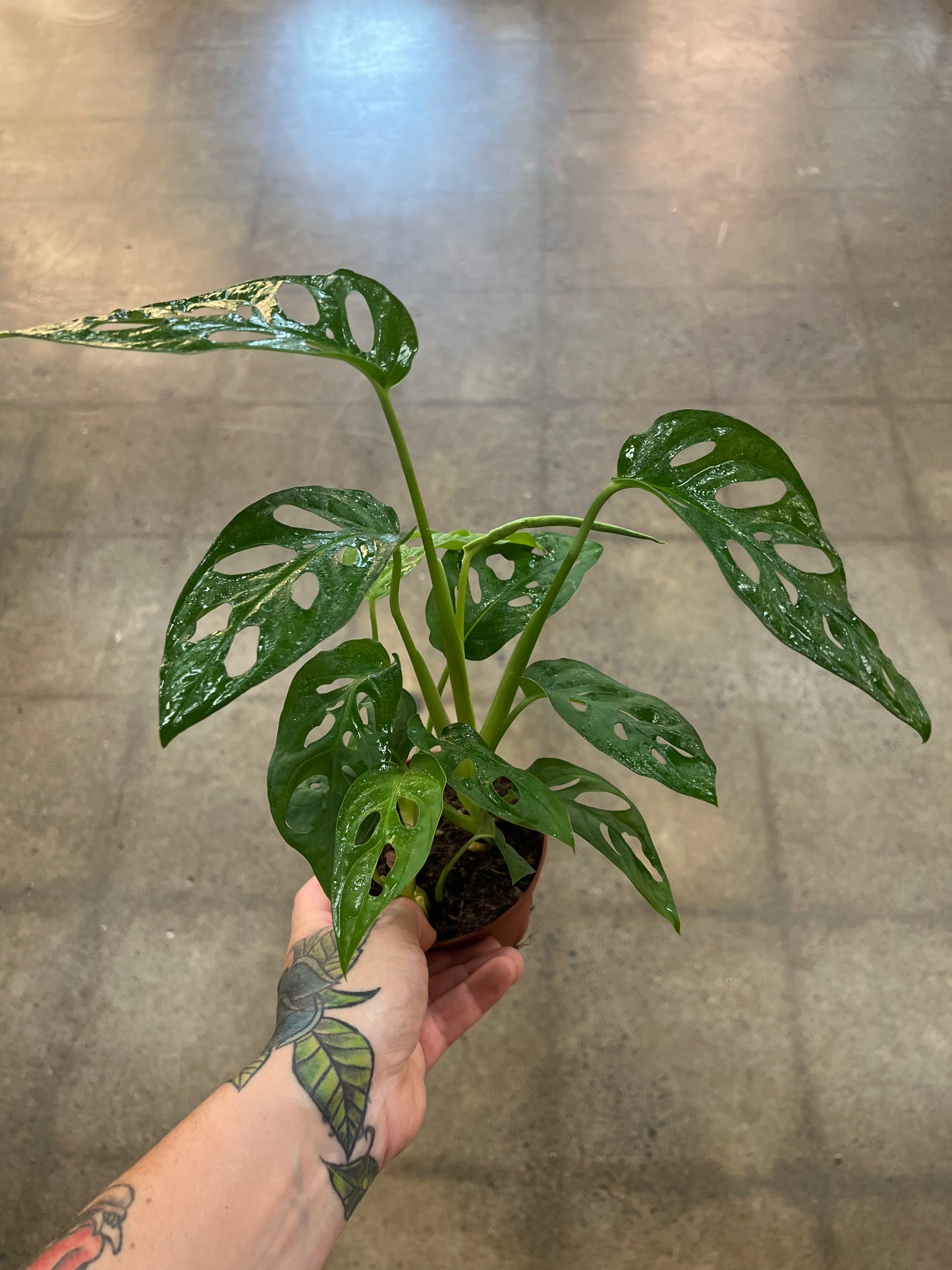Monstera Adansonii