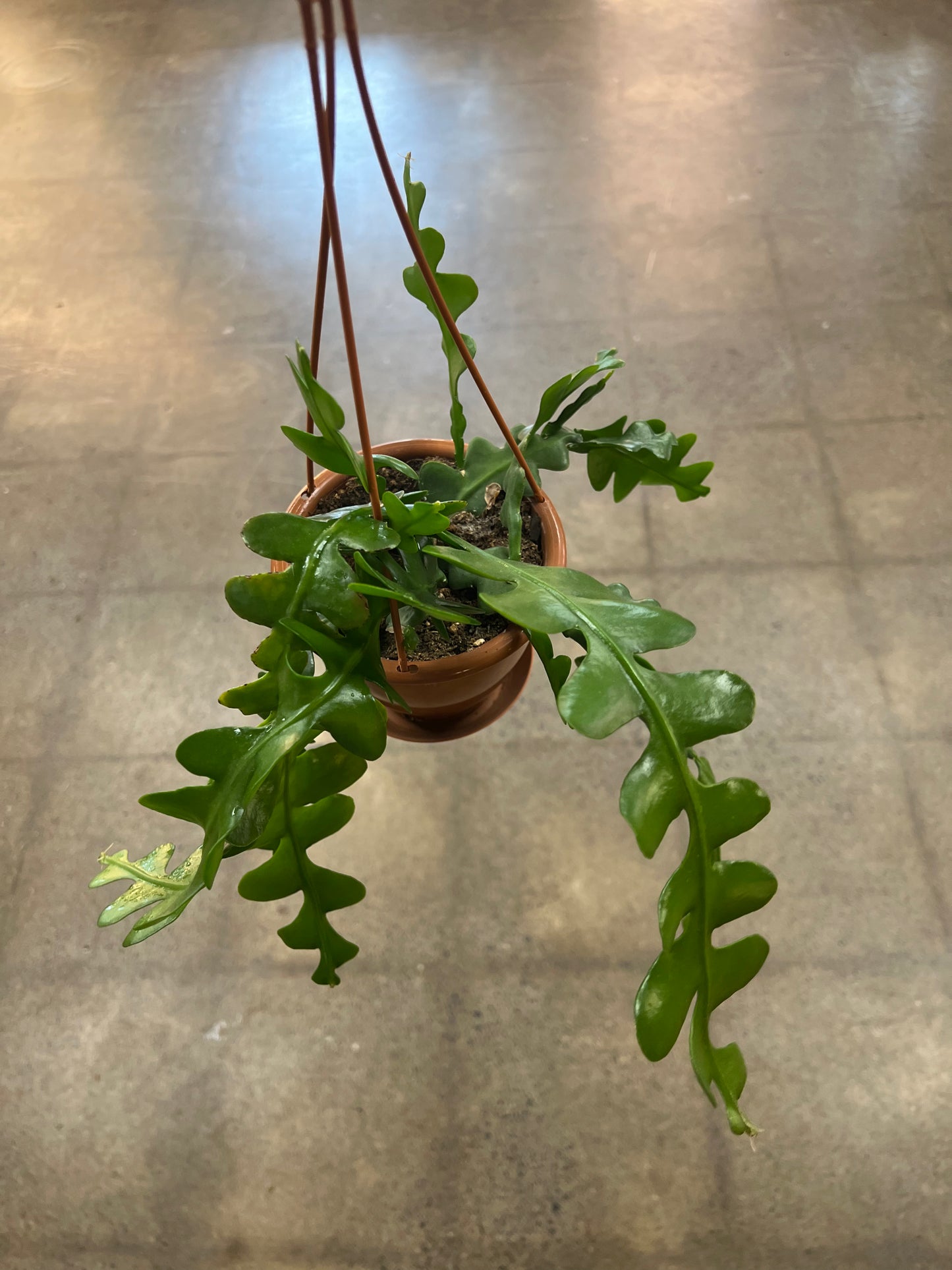 Cactus Fishbone