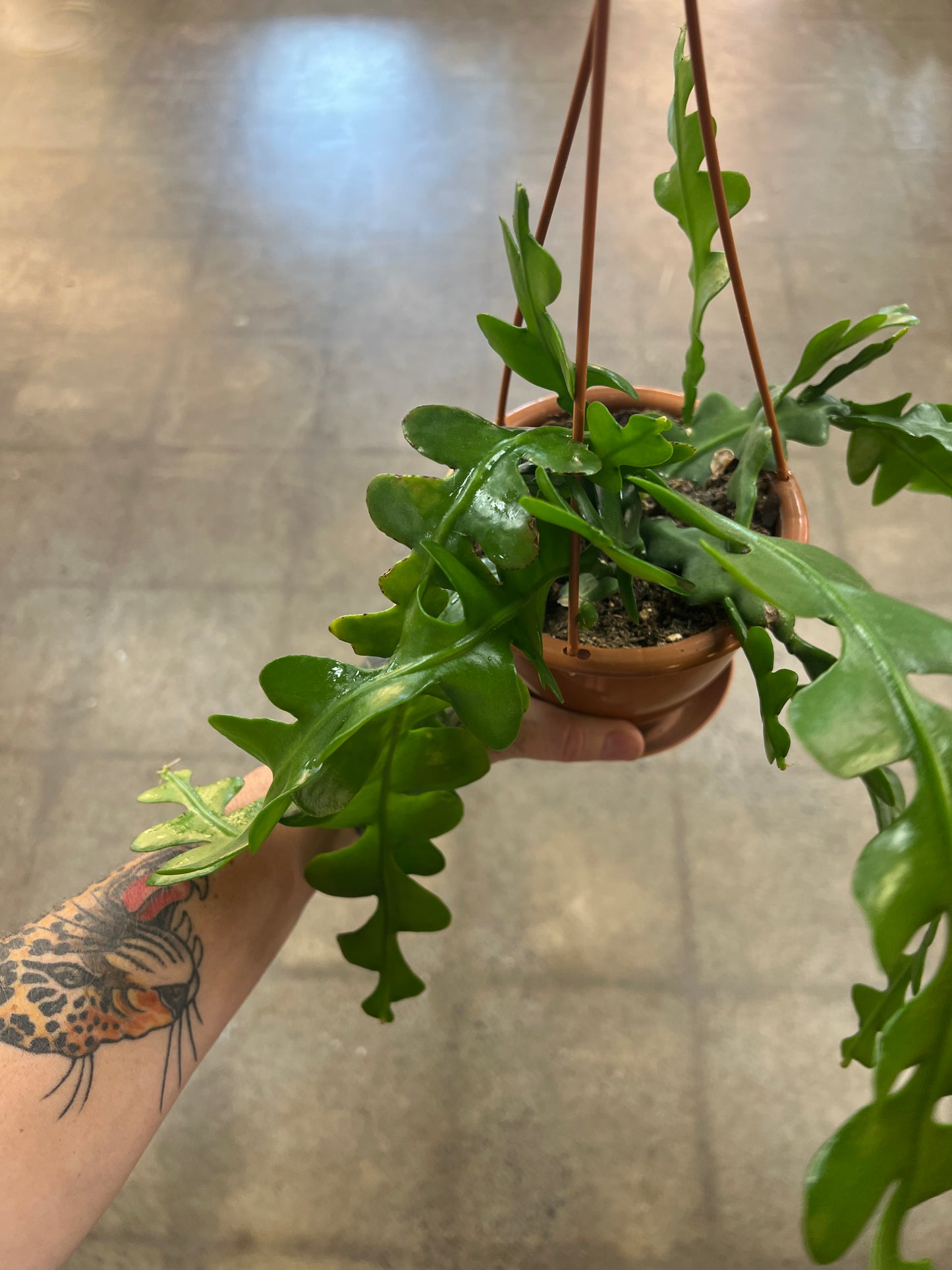 Cactus Fishbone