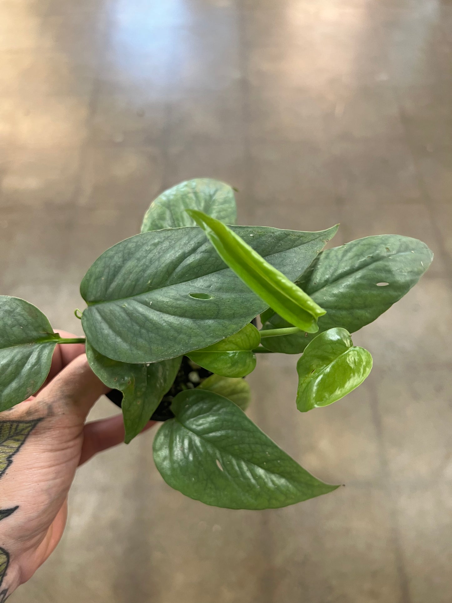 Epipremnum Cebu Blue