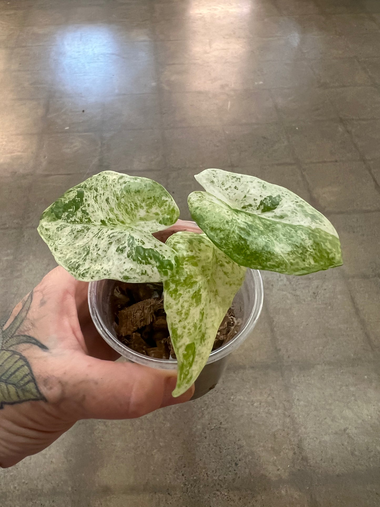 Alocasia Machroriza Panaché