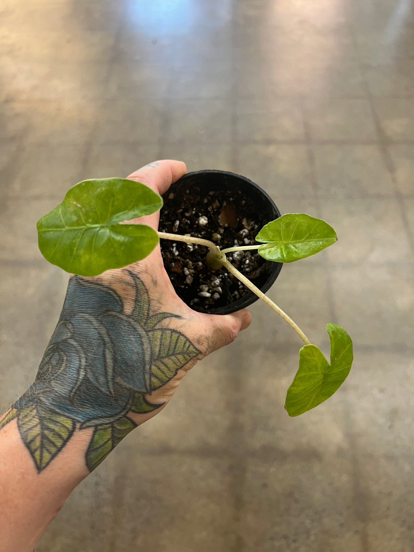 Alocasia Machroriza