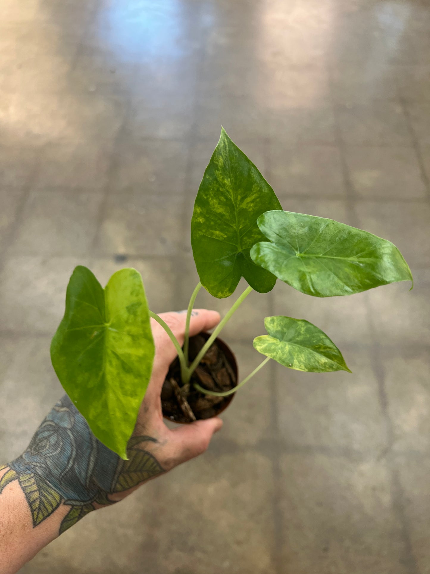 Alocasia Gageana Aurea