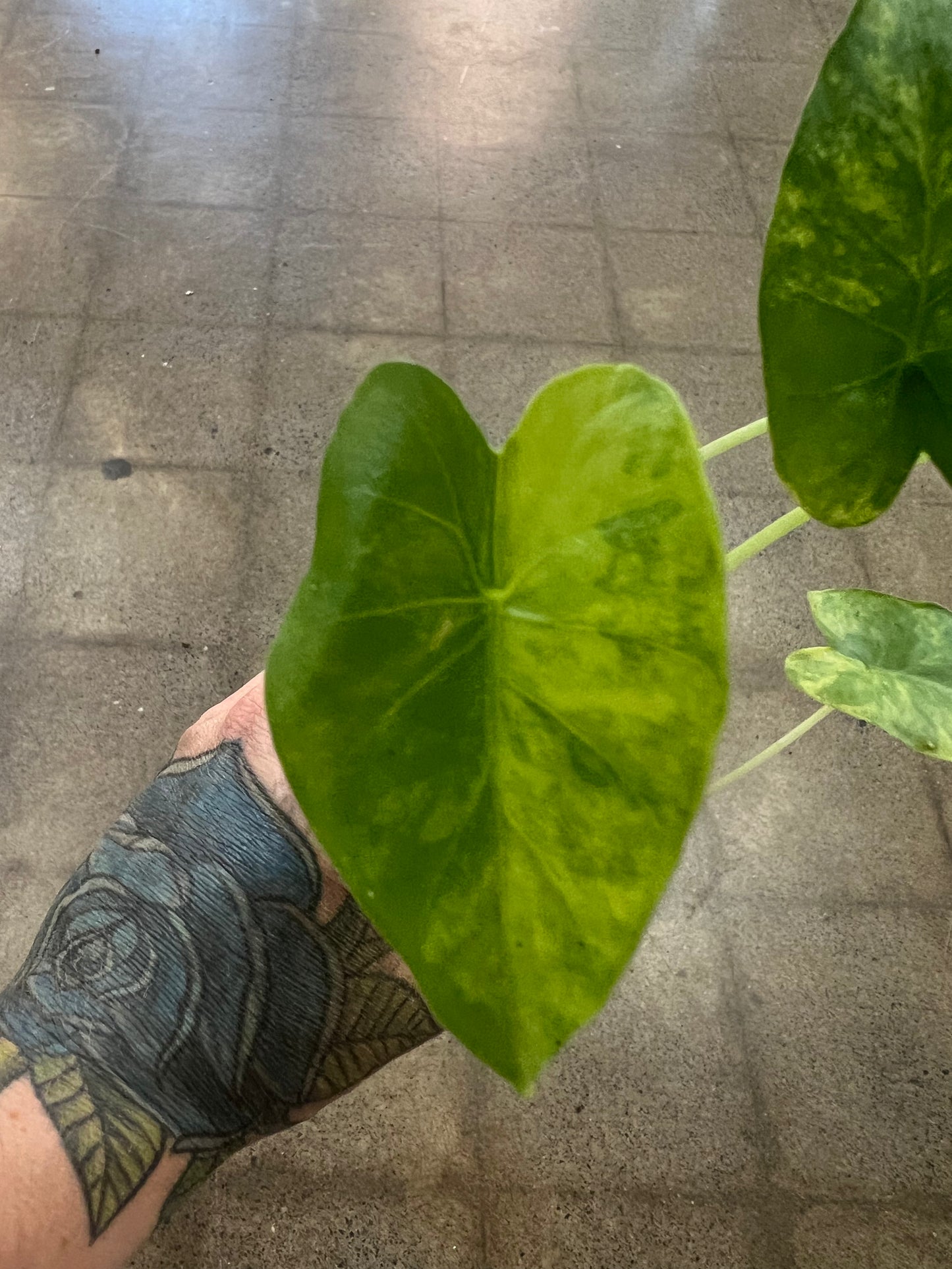 Alocasia Gageana Aurea
