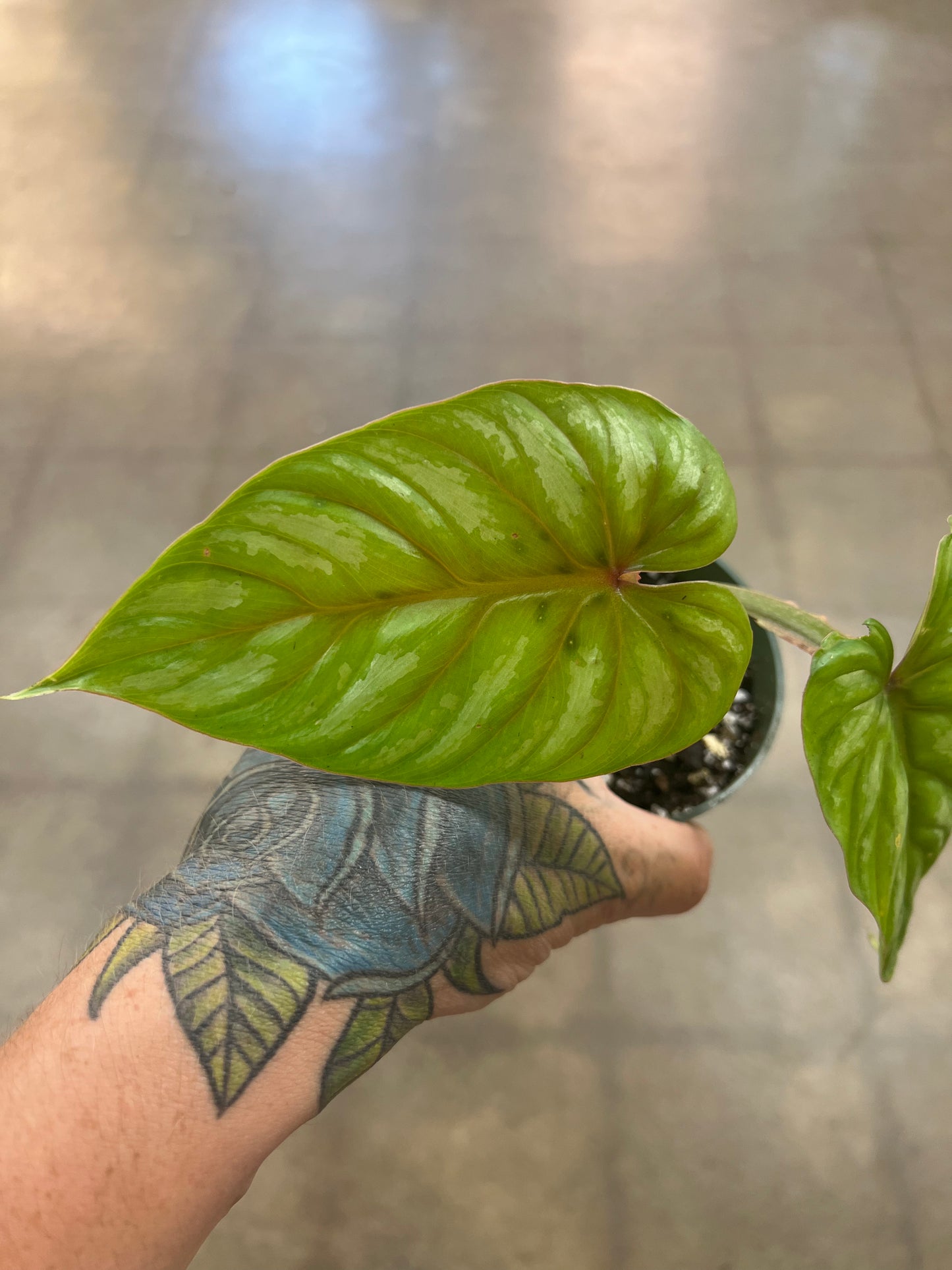 Philodendron Pastazanum Silver